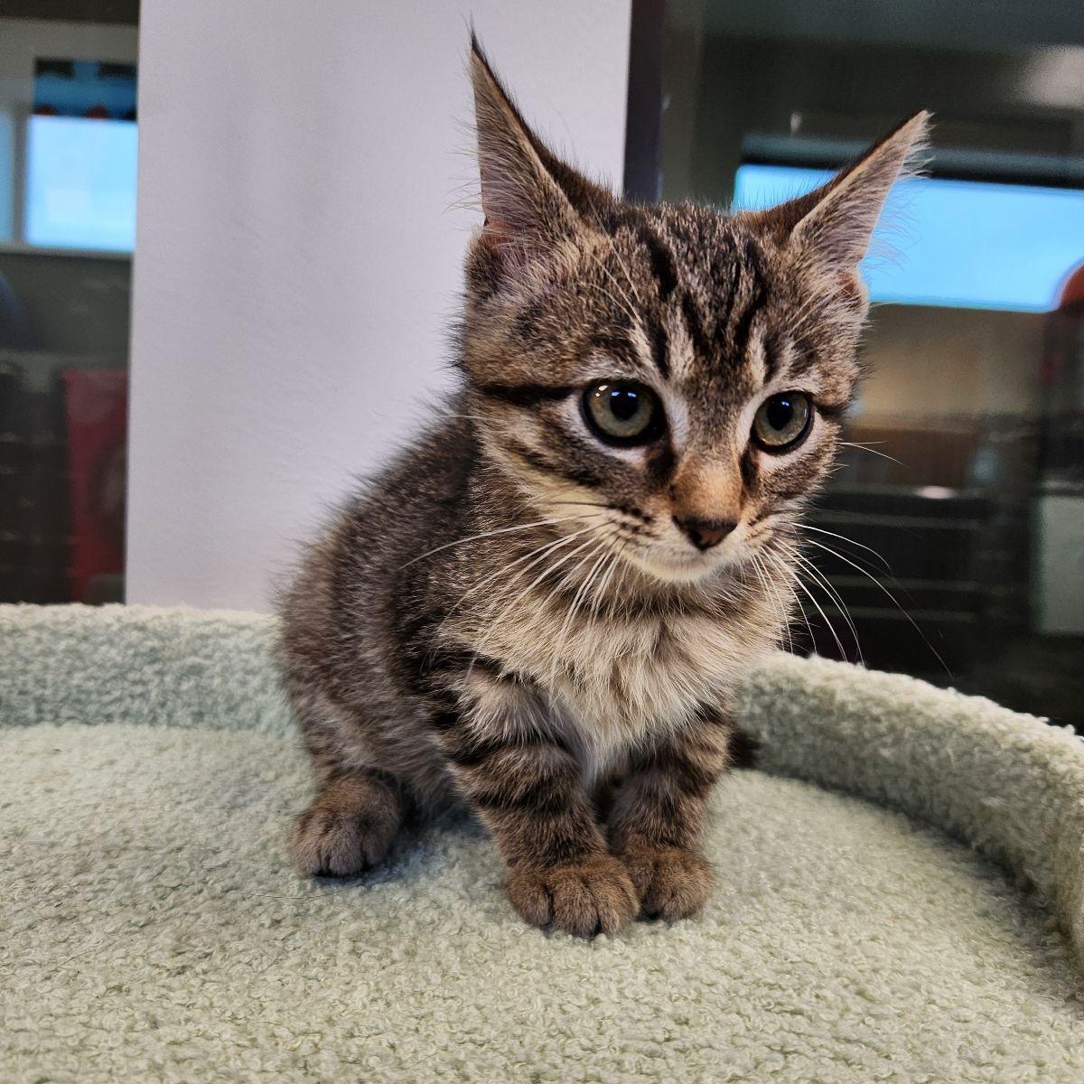 Enlarge Dil, a Adoptable Domestic Short Hair in Liberty, MO image 2/4