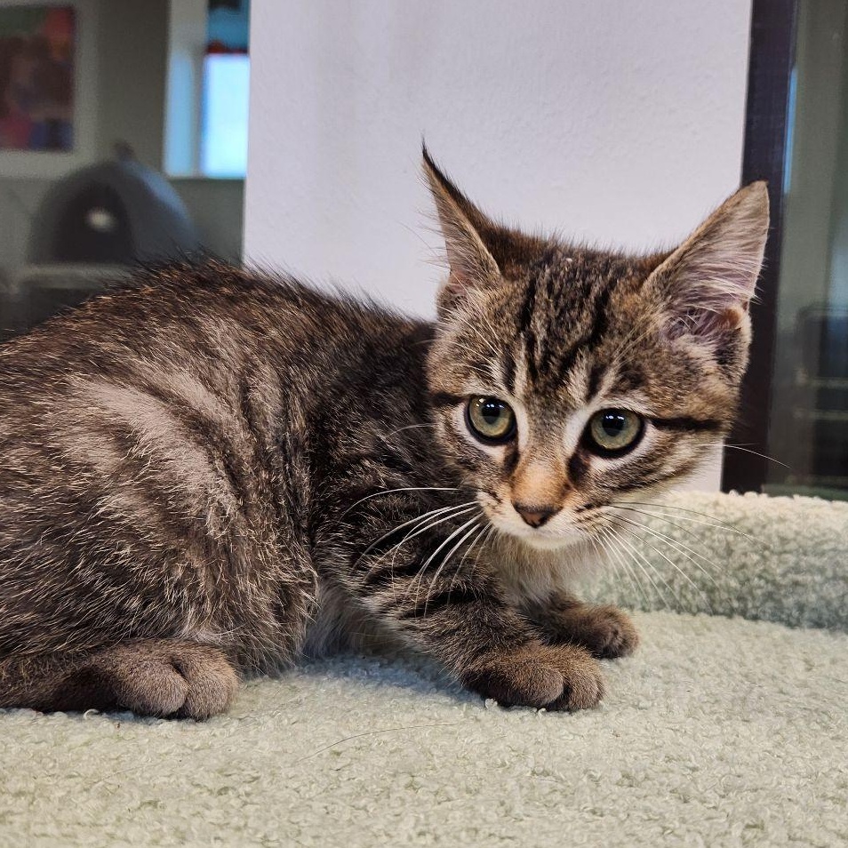 Enlarge Dil, a Adoptable Domestic Short Hair in Liberty, MO image 3/4