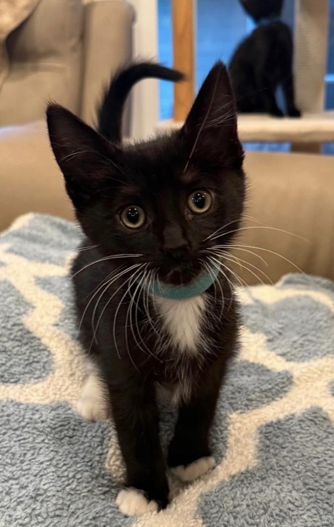 Othello, ADOPTABLE, Kitten Female Domestic Short Hair.