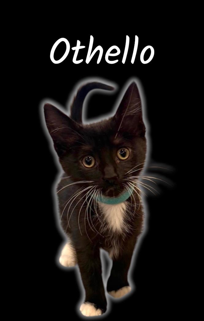 Enlarge Othello, a ADOPTABLE Domestic Short Hair in Auburn, CA image 2/2