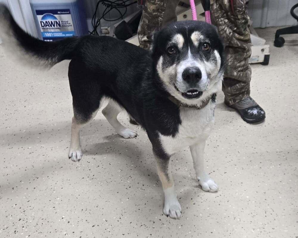 Olaf, Adoptable, Adult Male Husky.