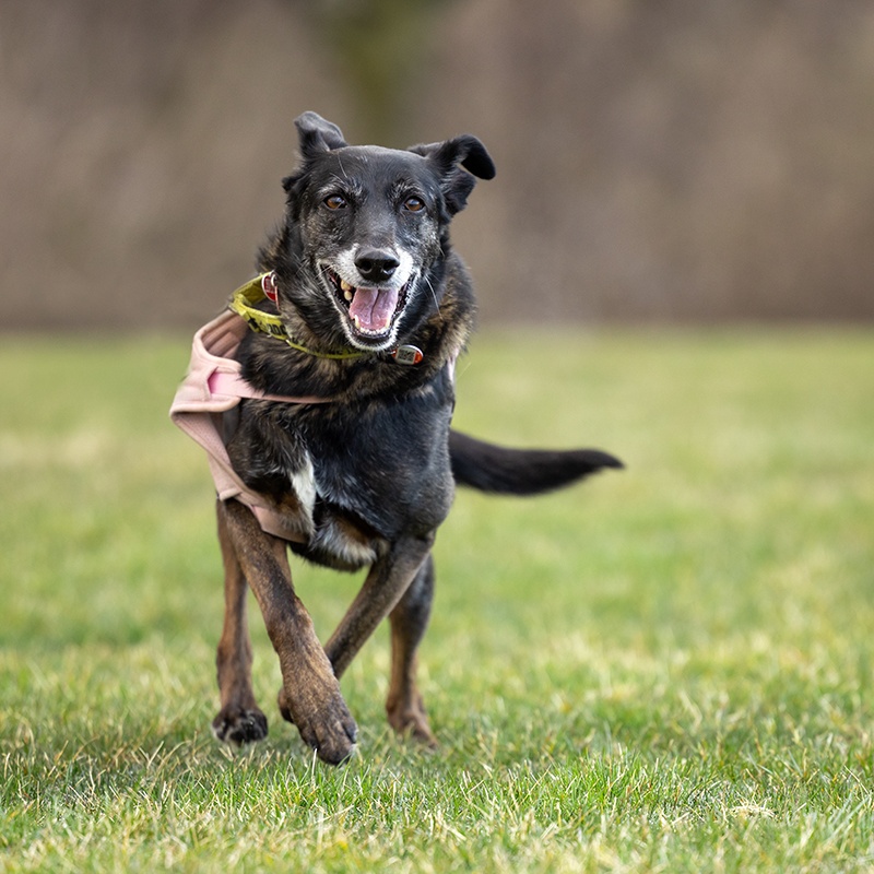 Dog for adoption Sonja (FostertoAdopt), a Mixed Breed in