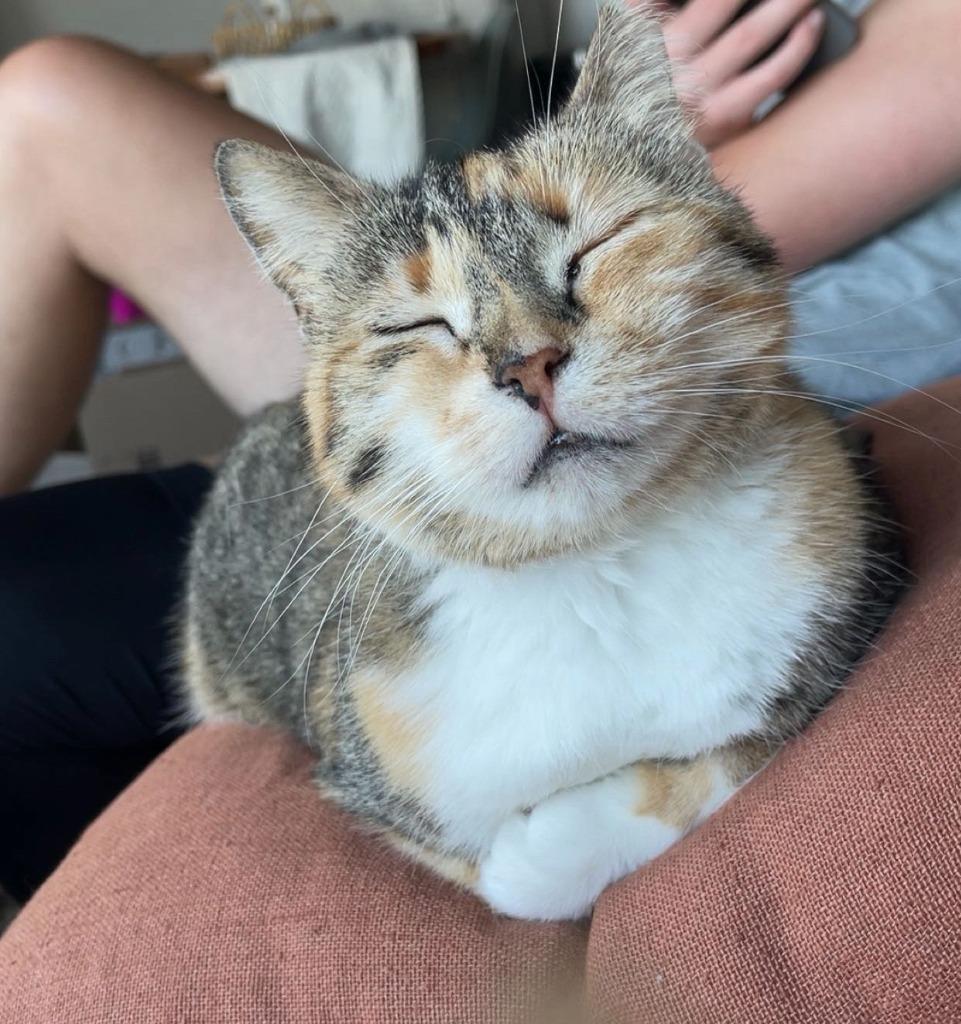 Luna, Adoptable, Senior Female Domestic Short Hair.