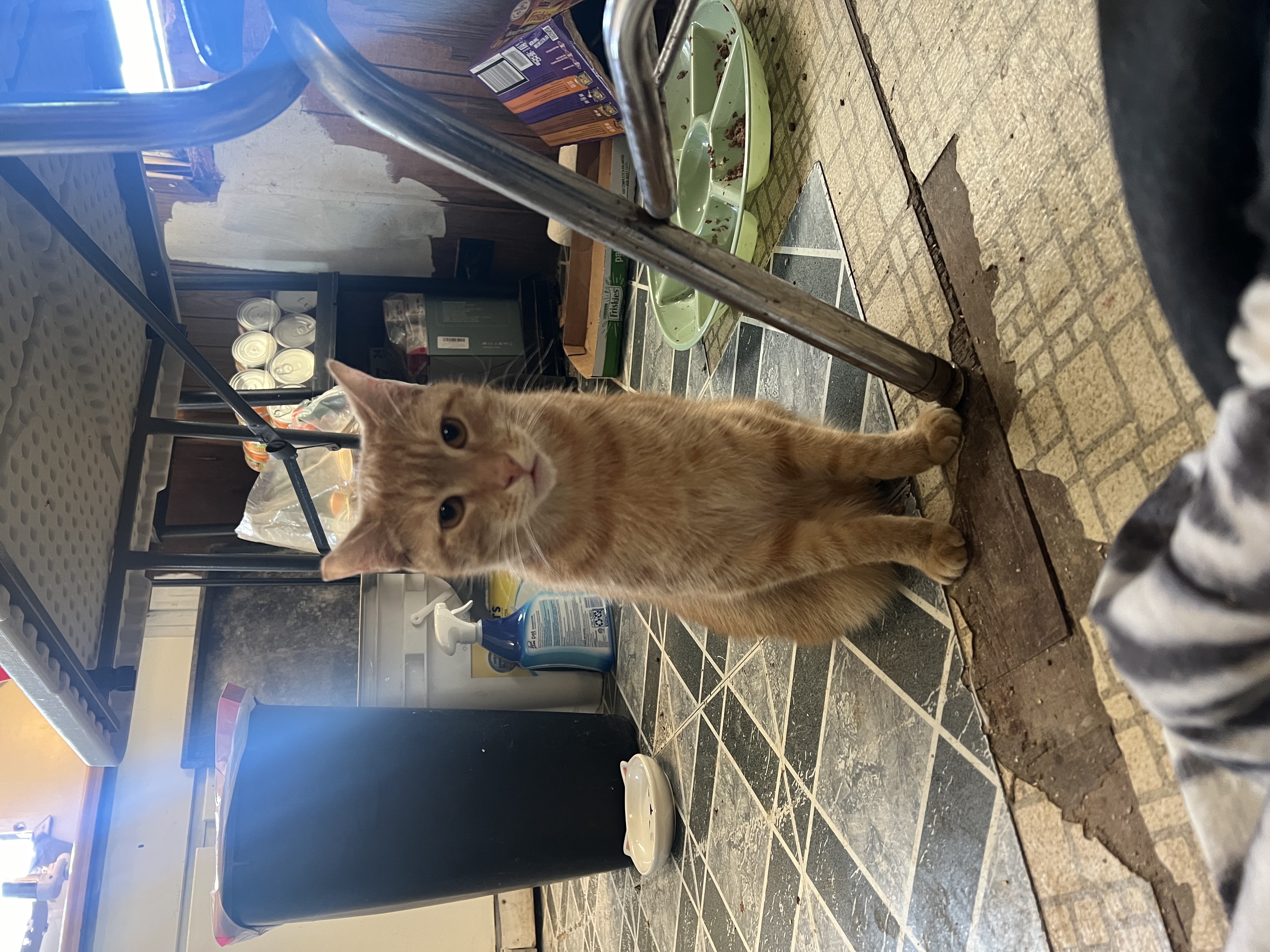 Orange, an adoptable Domestic Short Hair in East Windsor, CT, 06088 | Photo Image 2
