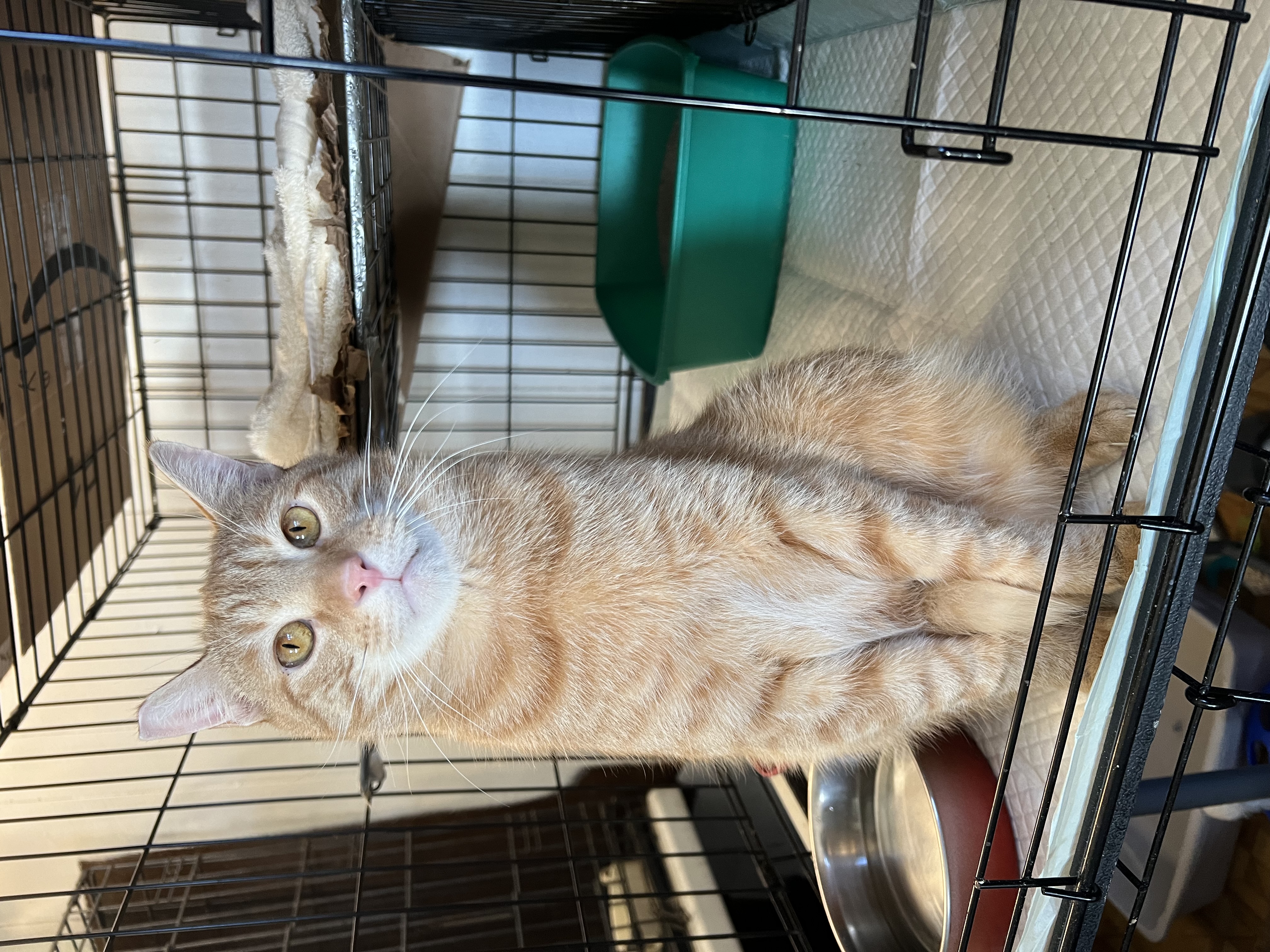 Orange, an adoptable Domestic Short Hair in East Windsor, CT, 06088 | Photo Image 4