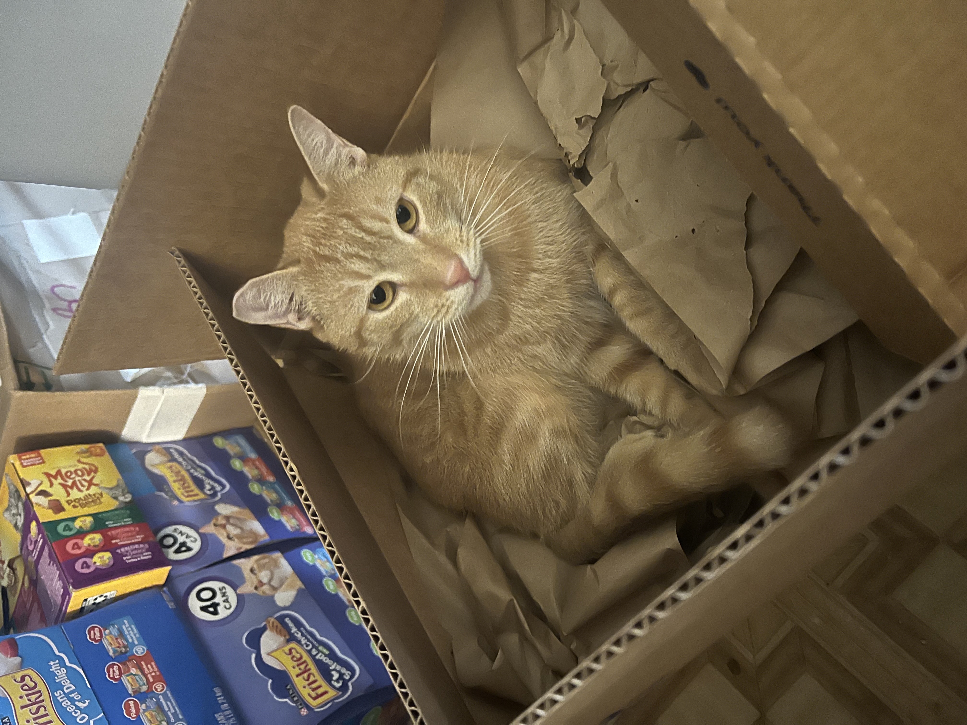 Orange, an adoptable Domestic Short Hair in East Windsor, CT, 06088 | Photo Image 1