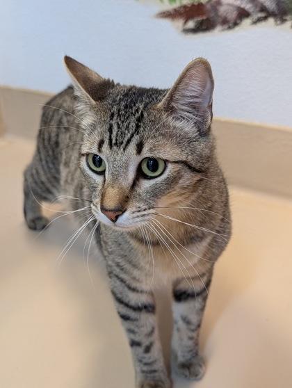 Enlarge Buttercup, a Adoptable mixed breed in Pleasanton, CA image 1/3