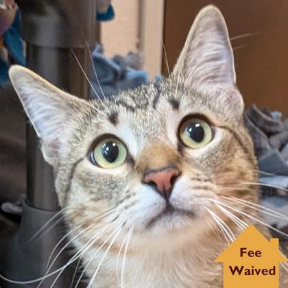 Enlarge Buttercup, a Adoptable mixed breed in Pleasanton, CA image 3/3