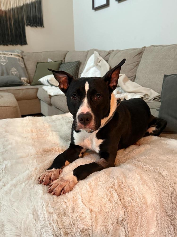 Hayes, Adoptable, Young Male Cattle Dog & Terrier.