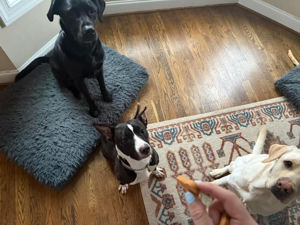 Enlarge Hayes, a Adoptable mixed breed in Youngsville, NC image 2/6