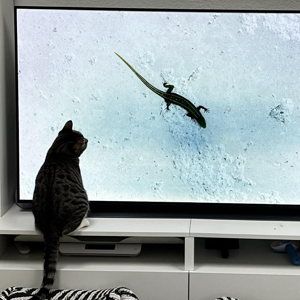 Peanut, Adoptable, Young Male Domestic Short Hair.