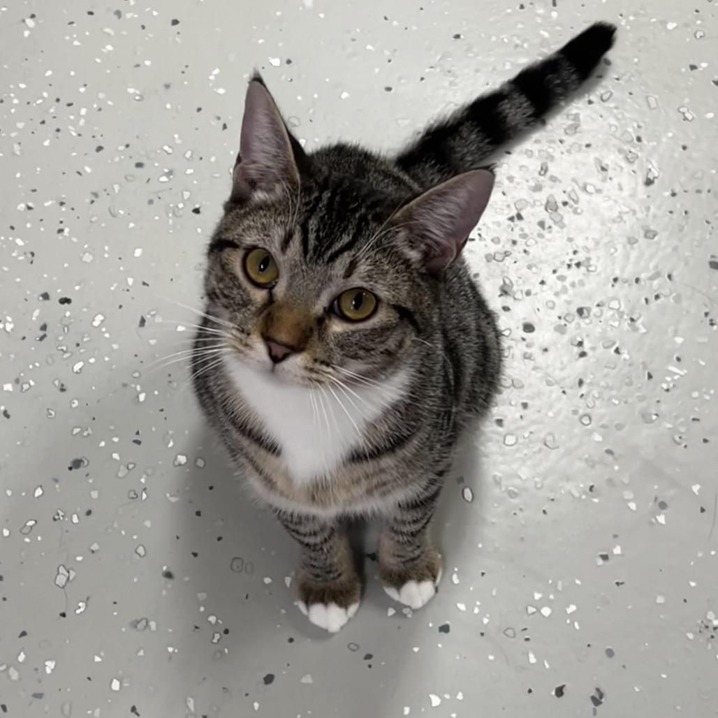 Enlarge Peanut, a Adoptable Domestic Short Hair in Yucca Valley, CA image 2/4