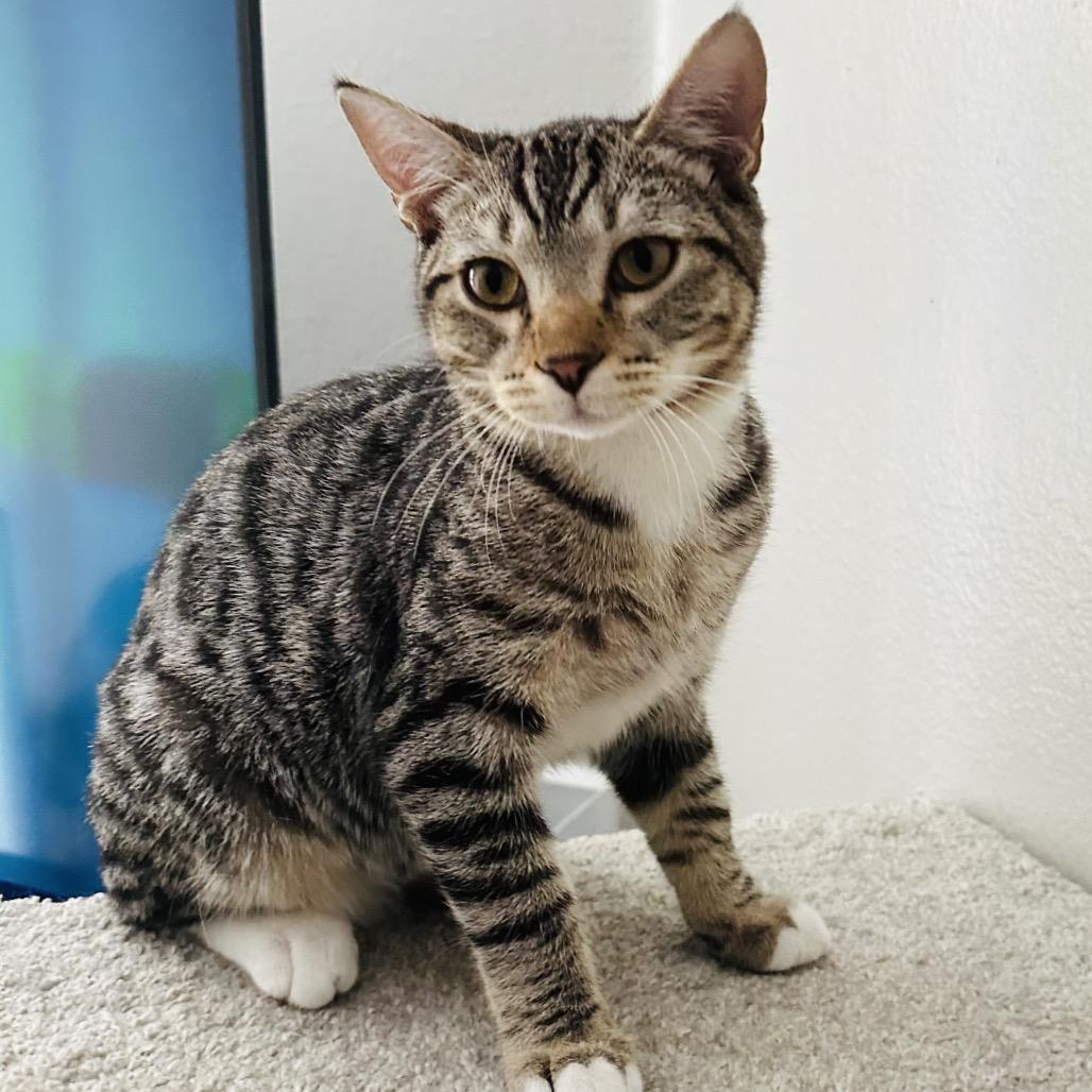 Enlarge Peanut, a Adoptable Domestic Short Hair in Yucca Valley, CA image 1/1