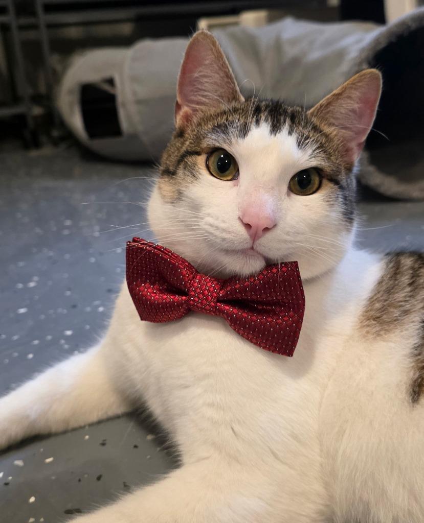 Brad Pit, Adoptable, Young Male Domestic Short Hair.