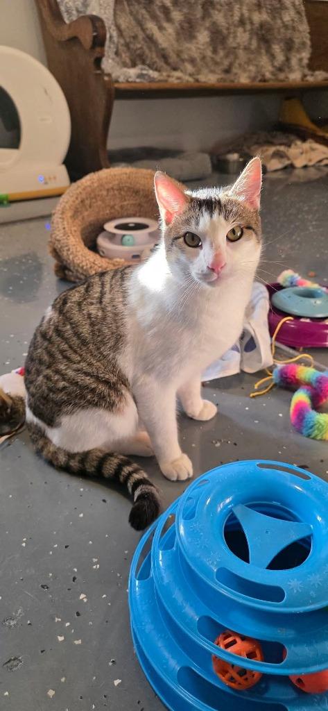 Brad Pit, a Adoptable mixed breed in Miami, OK image 2/2