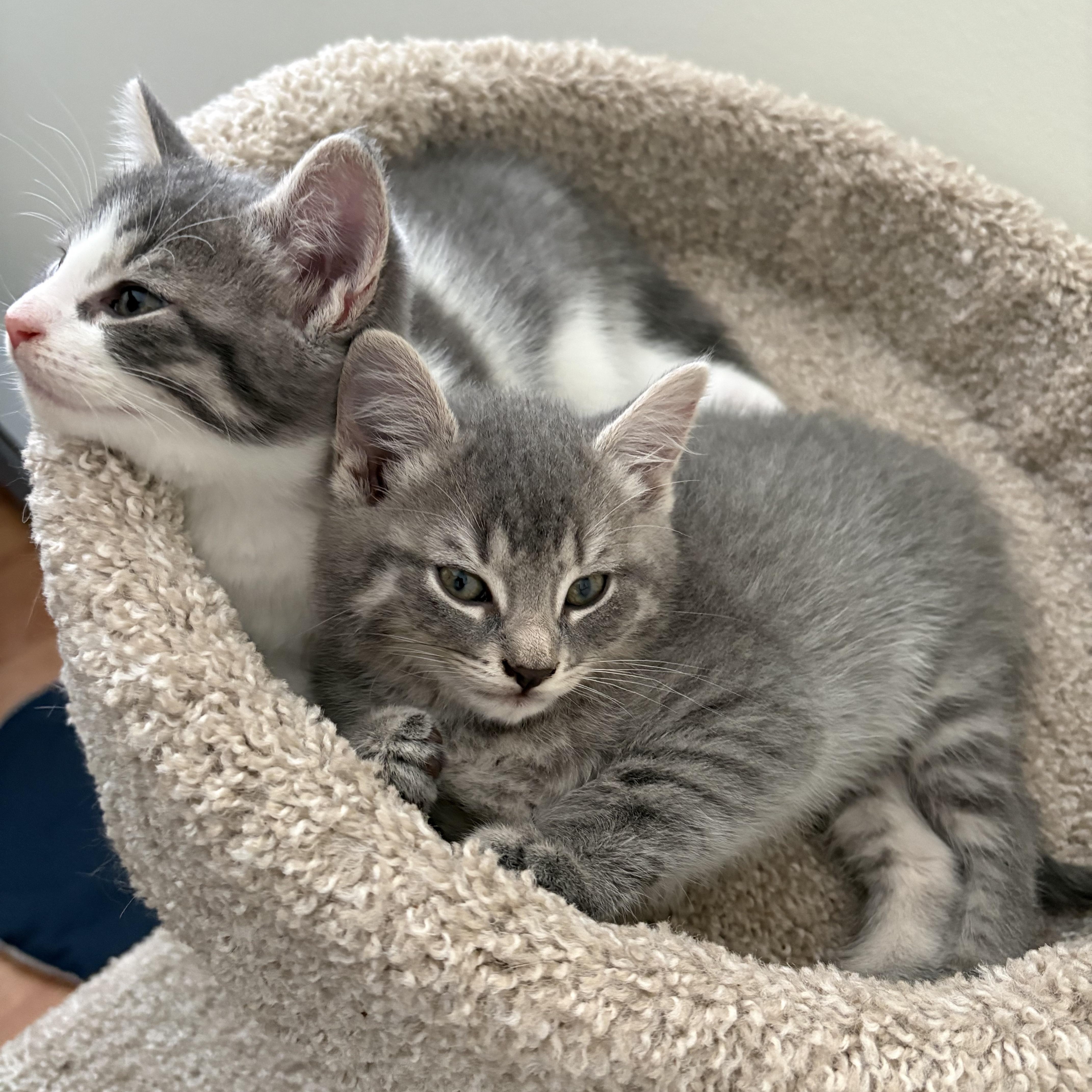 Sparrow, a ADOPTABLE Domestic Short Hair in Ottawa, ON image 3/6