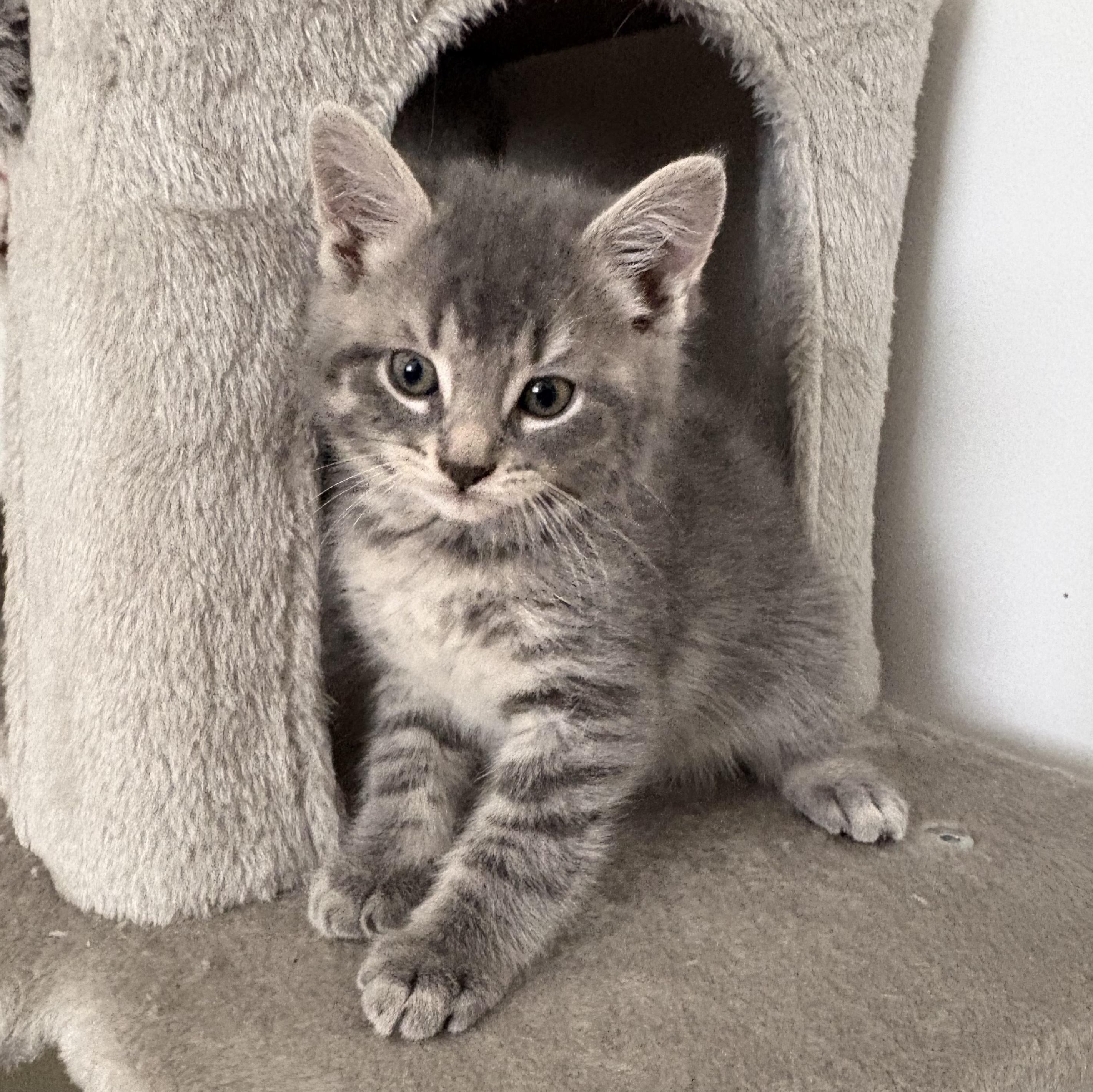 Sparrow, a ADOPTABLE Domestic Short Hair in Ottawa, ON image 4/6