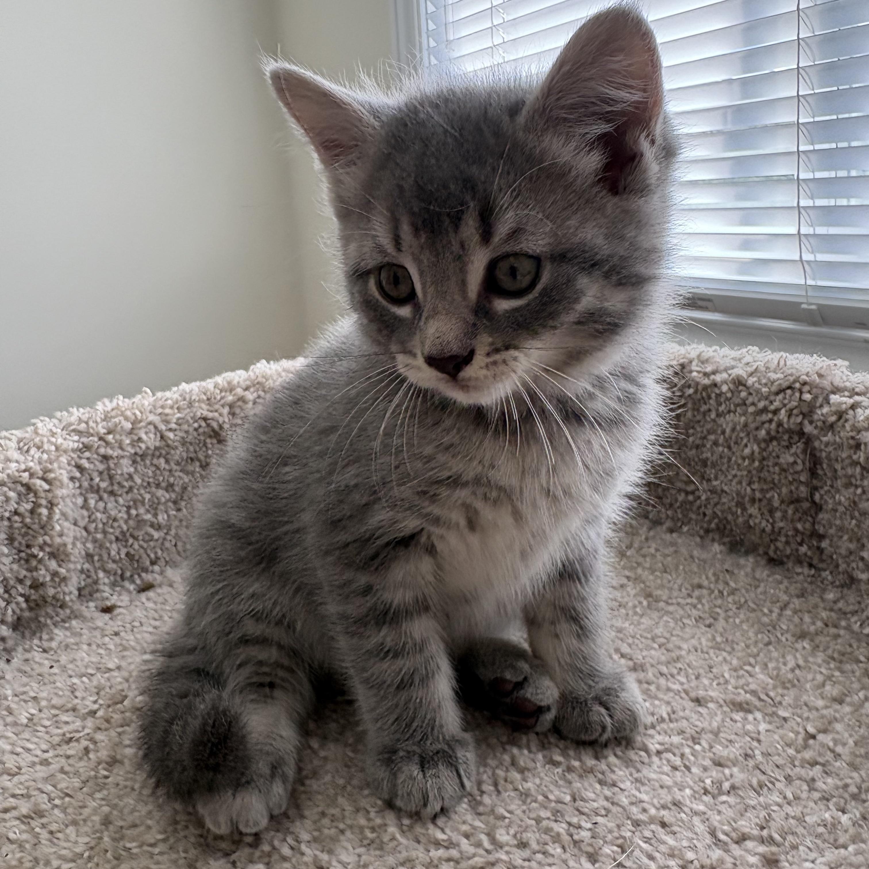 Sparrow, a ADOPTABLE Domestic Short Hair in Ottawa, ON image 2/6