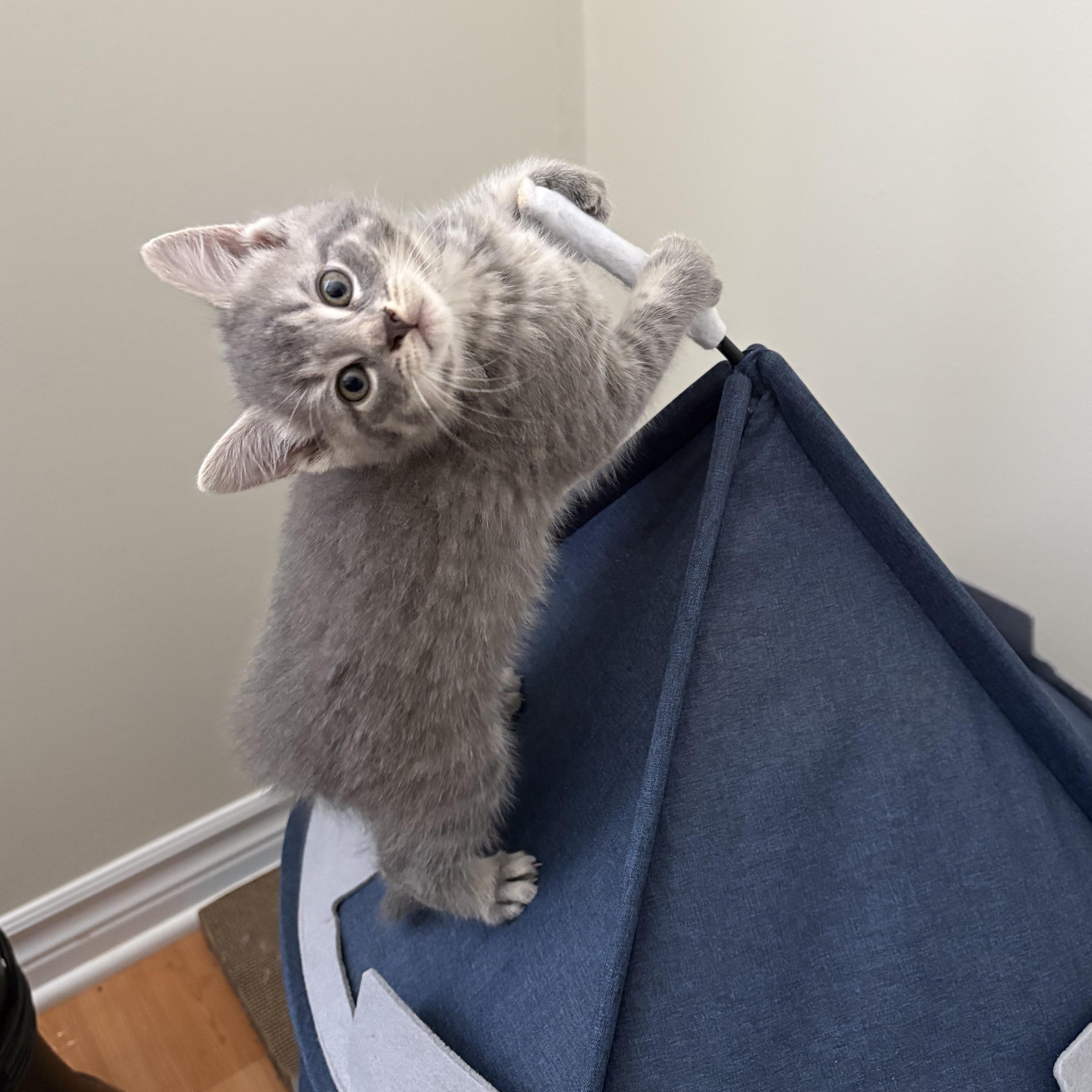 Sparrow, a ADOPTABLE Domestic Short Hair in Ottawa, ON image 6/6
