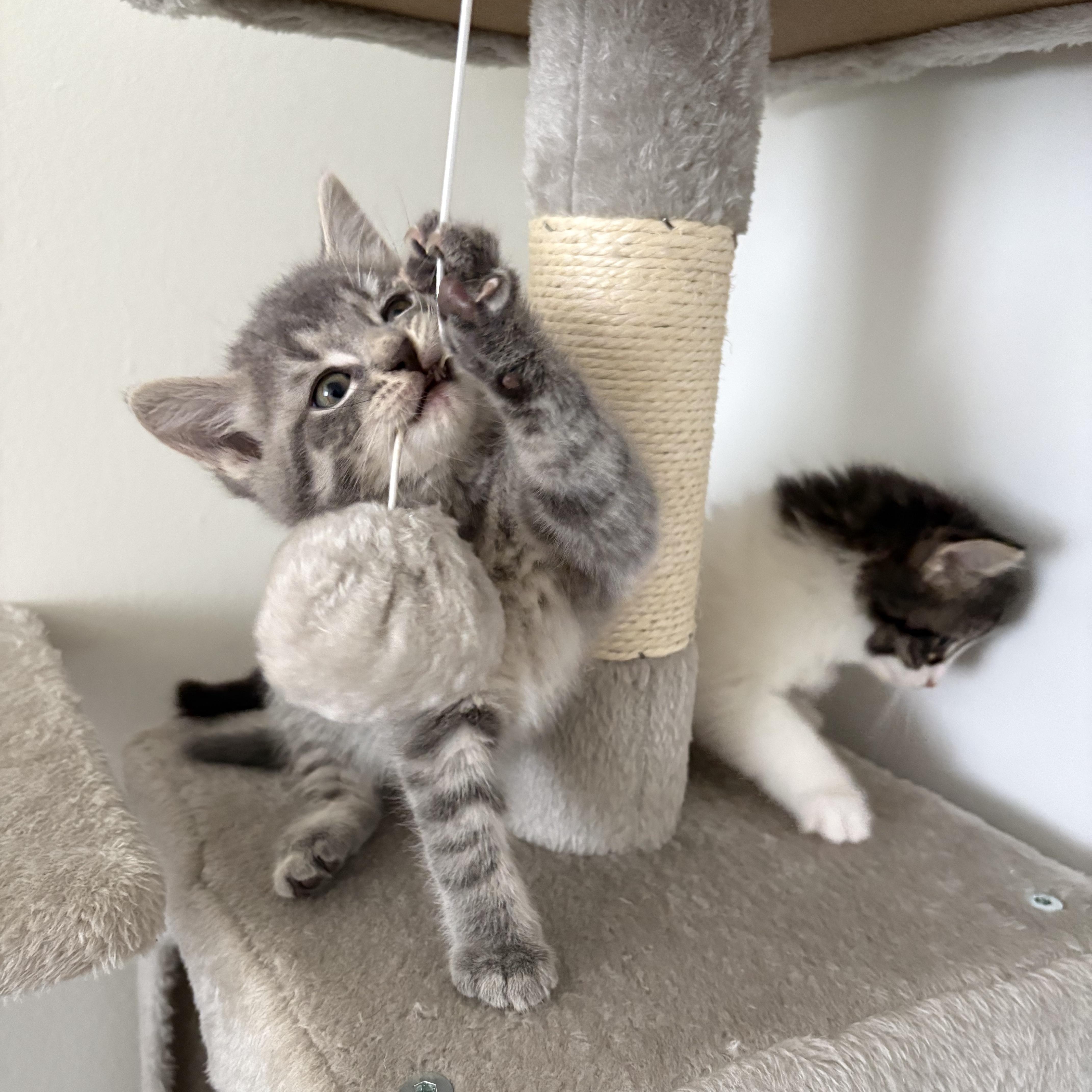 Sparrow, a ADOPTABLE Domestic Short Hair in Ottawa, ON image 5/6