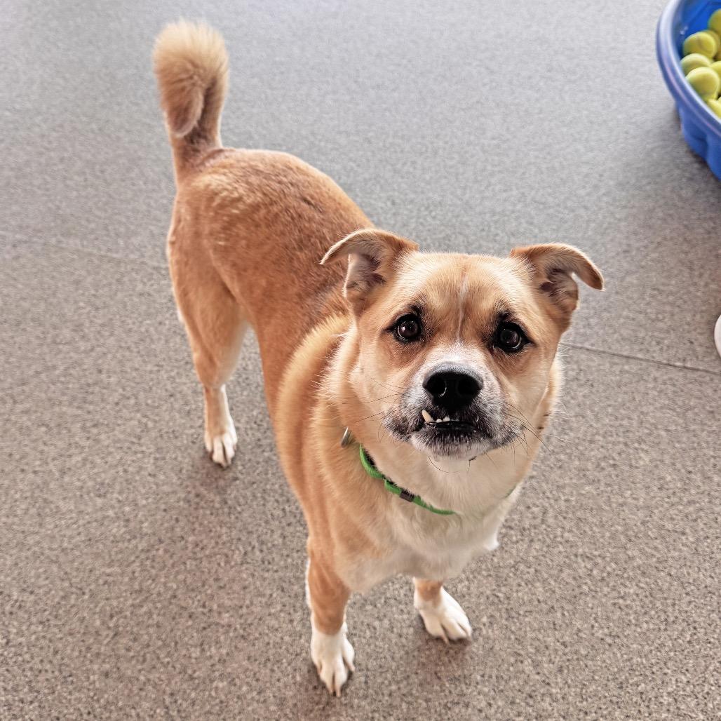 Arlo, Adoptable, Senior Male Mixed Breed.