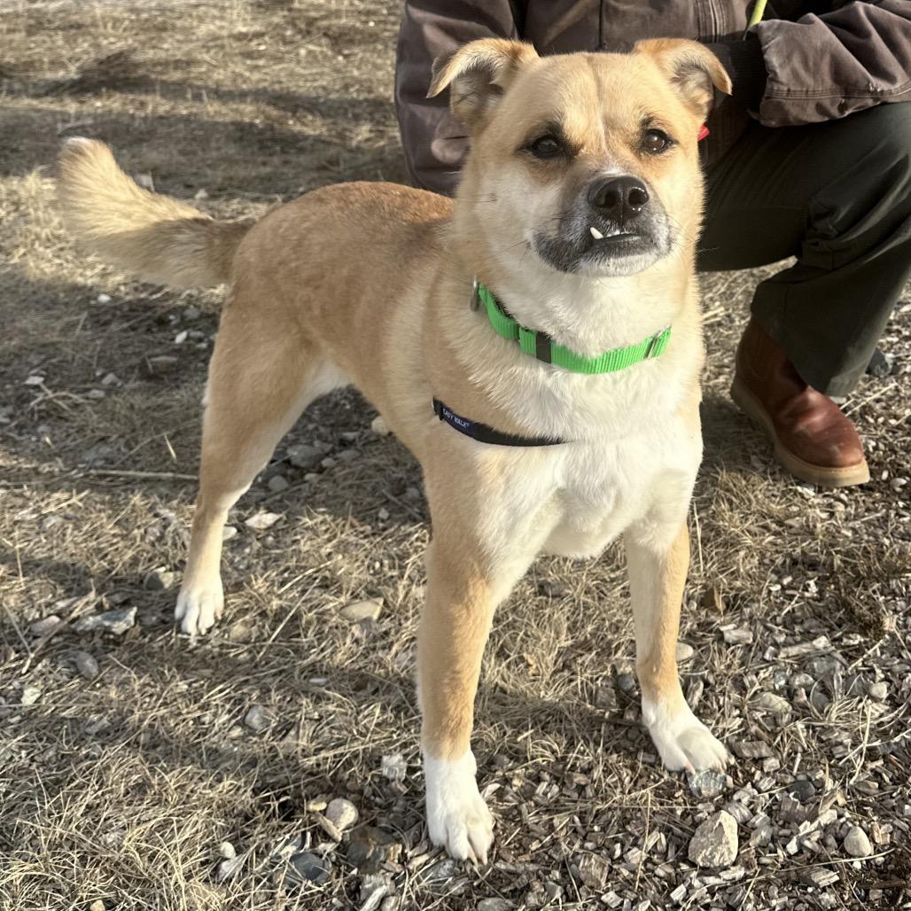 Enlarge Arlo, a Adoptable Mixed Breed in Hailey, ID image 2/5
