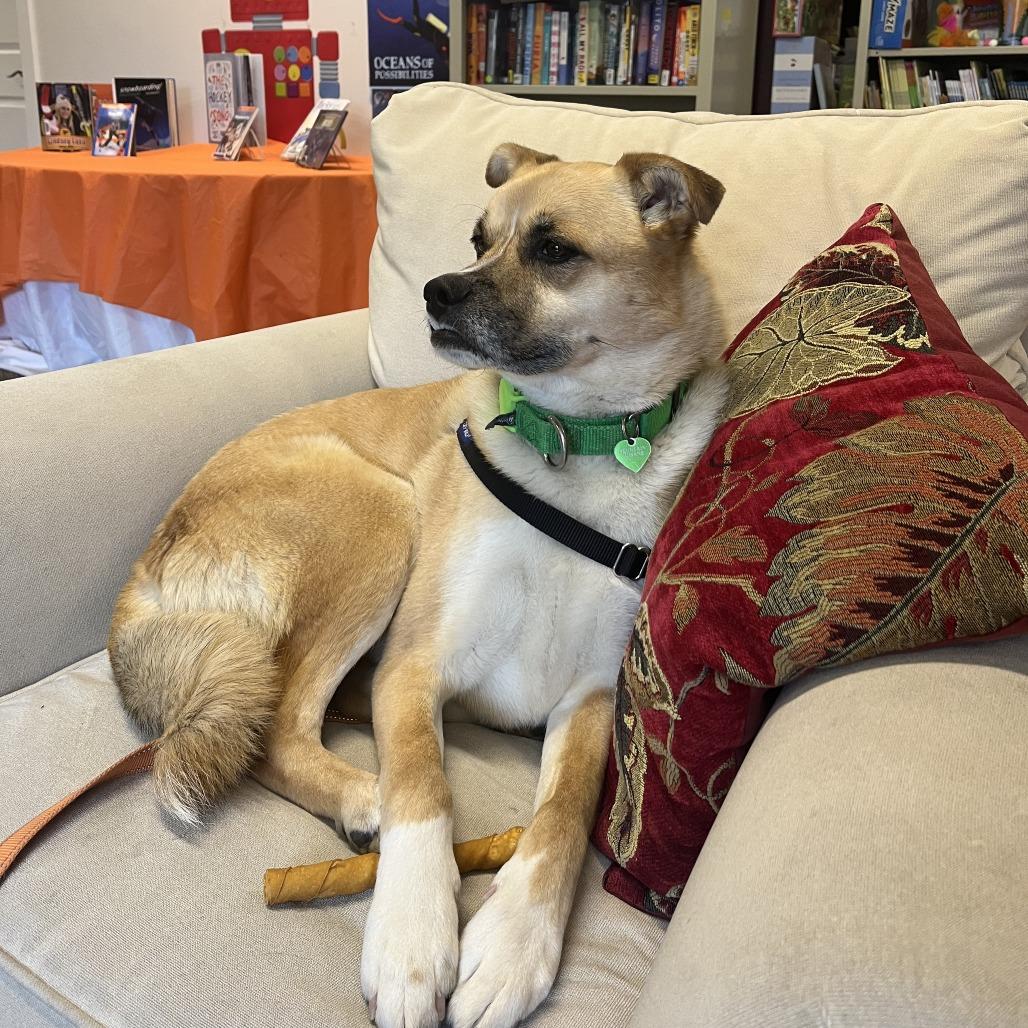 Arlo, a Adoptable Mixed Breed in Hailey, ID image 3/6