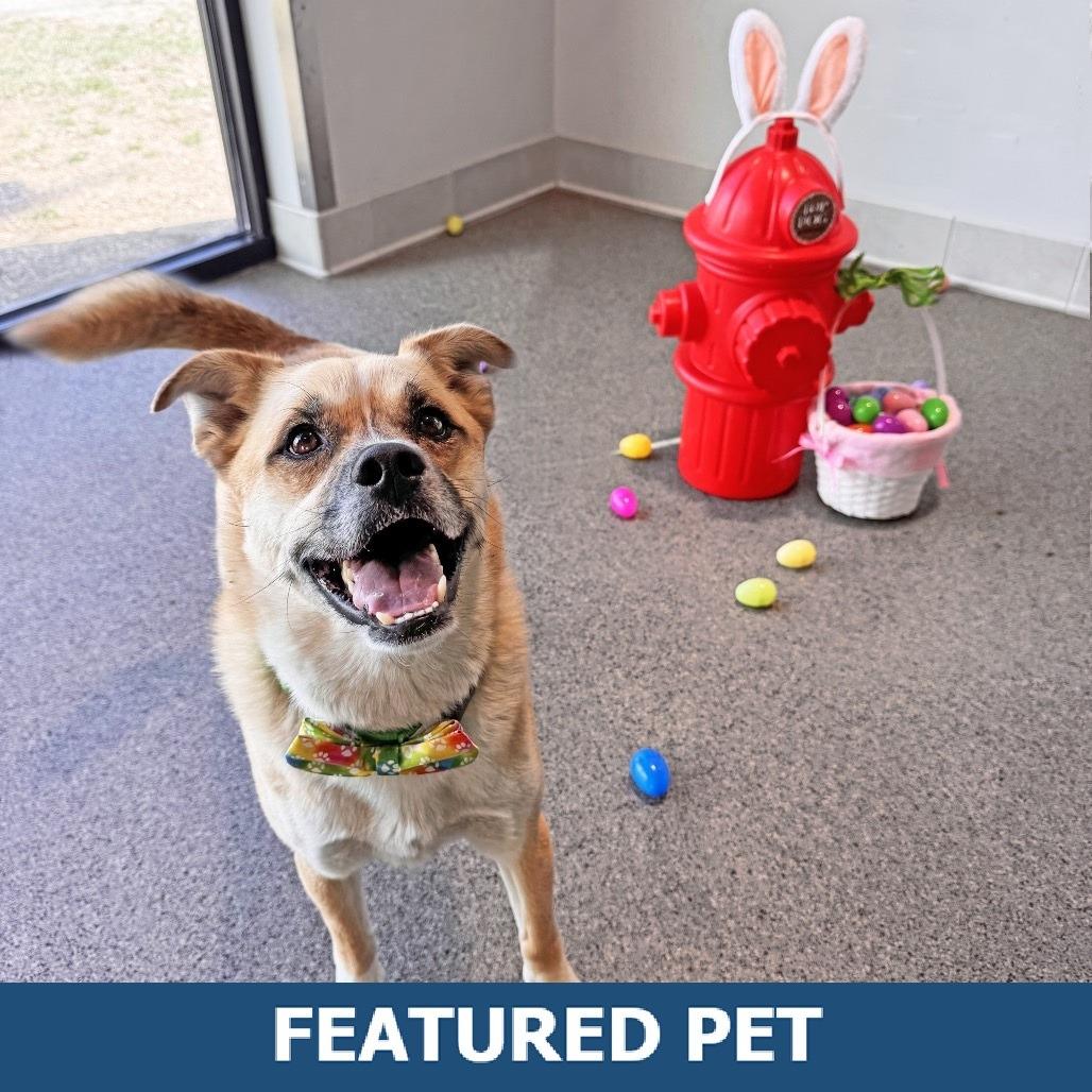 Enlarge Arlo, a Adoptable Mixed Breed in Hailey, ID image 4/6