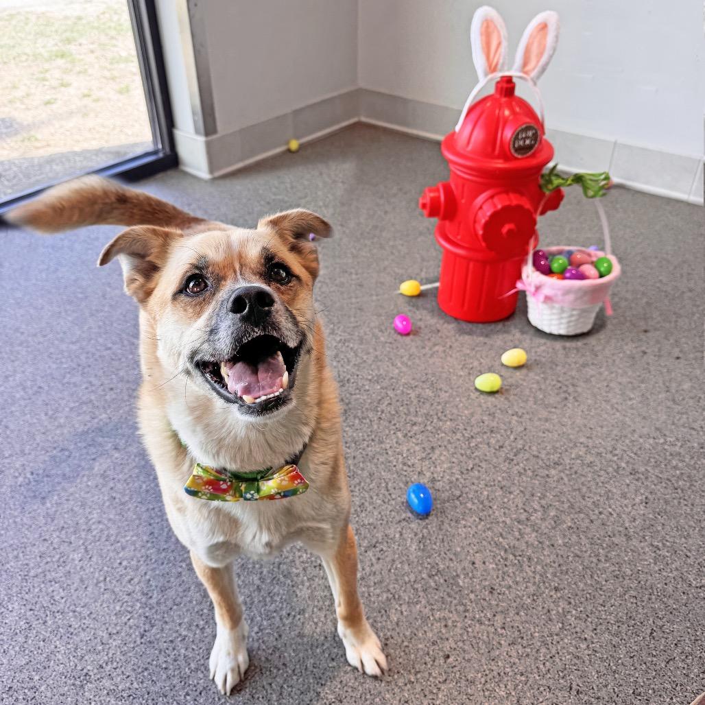 Arlo, a Adoptable Mixed Breed in Hailey, ID image 4/6