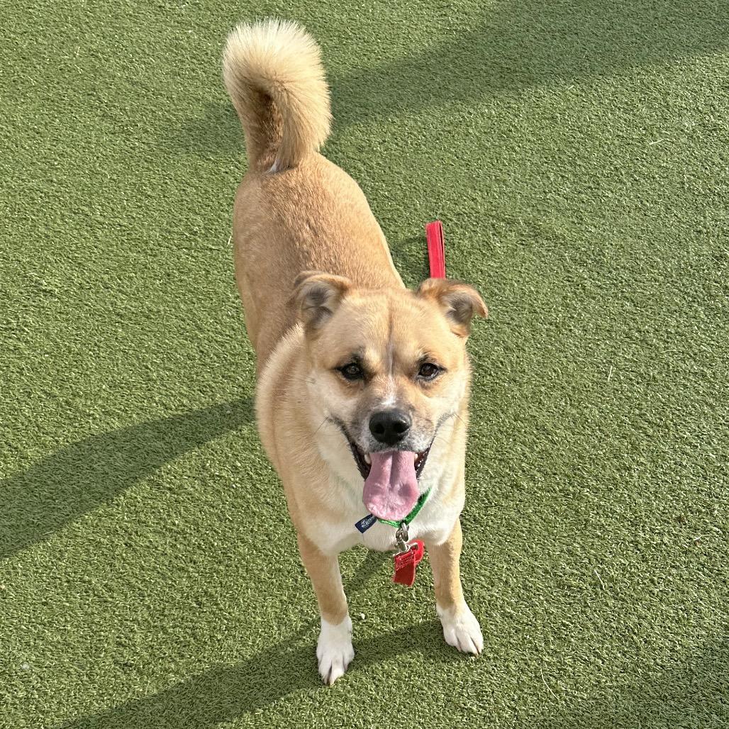 Enlarge Arlo, a Adoptable Mixed Breed in Hailey, ID image 4/5