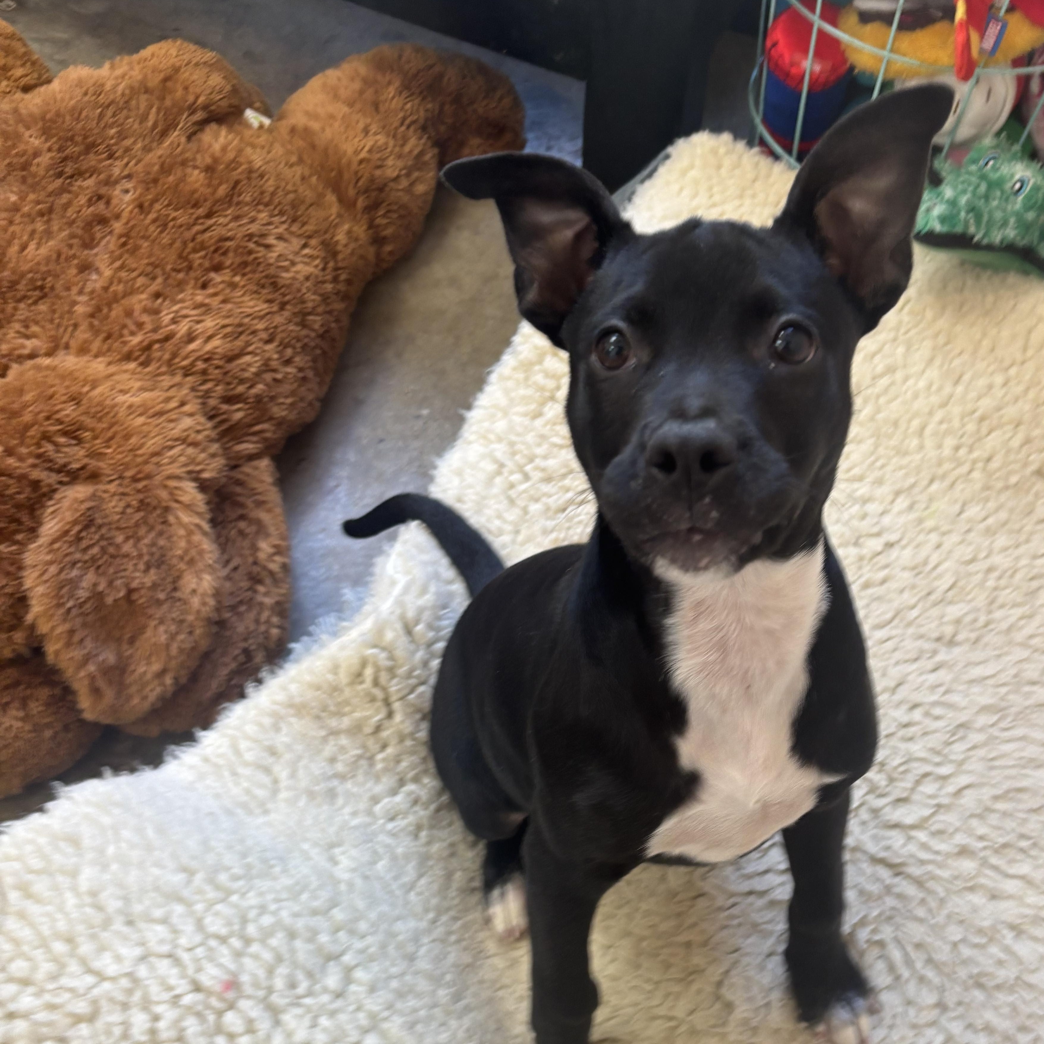 Panda, a Adoptable mixed breed in Collierville, TN image 5/5