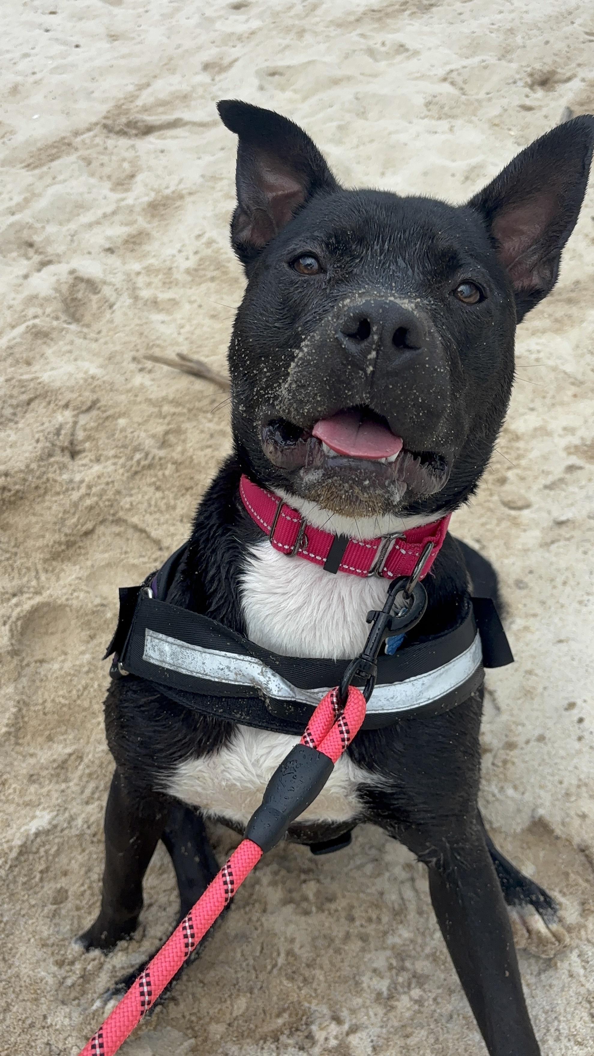 Panda, Adoptable, Young Female Pit Bull Terrier.
