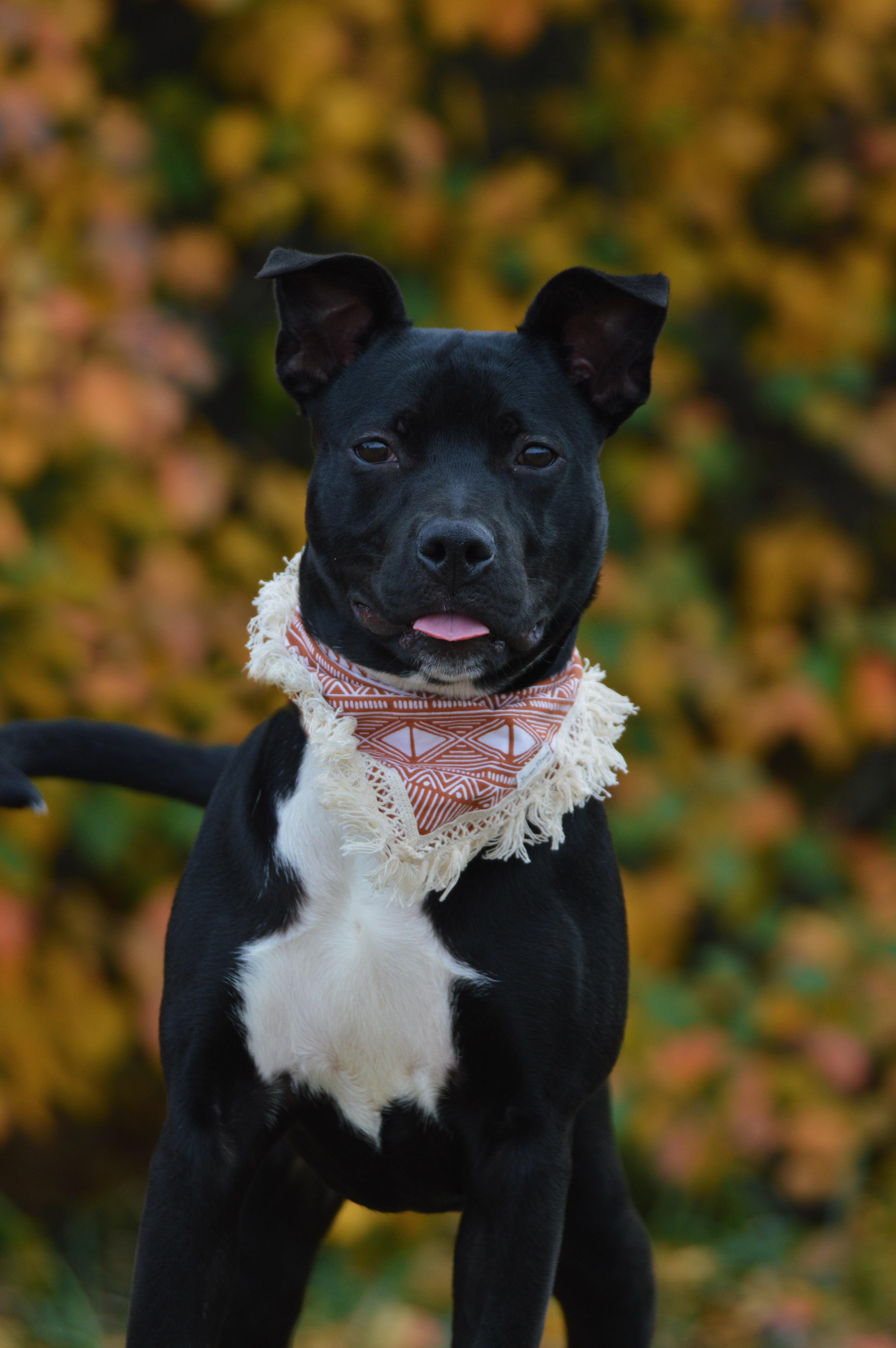 Panda, Adoptable, Puppy Female Pit Bull Terrier.