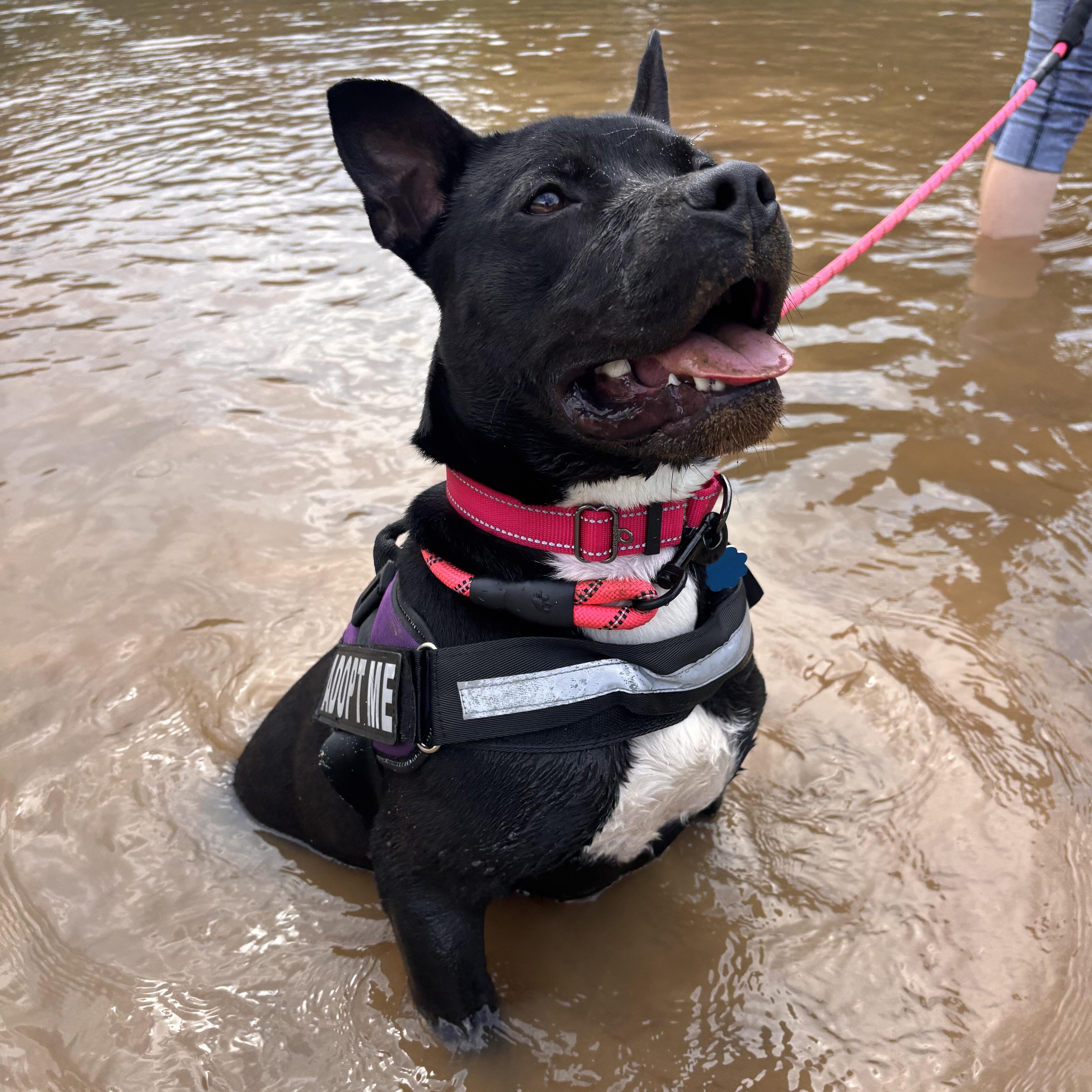 Panda, a Adoptable mixed breed in Collierville, TN image 2/6