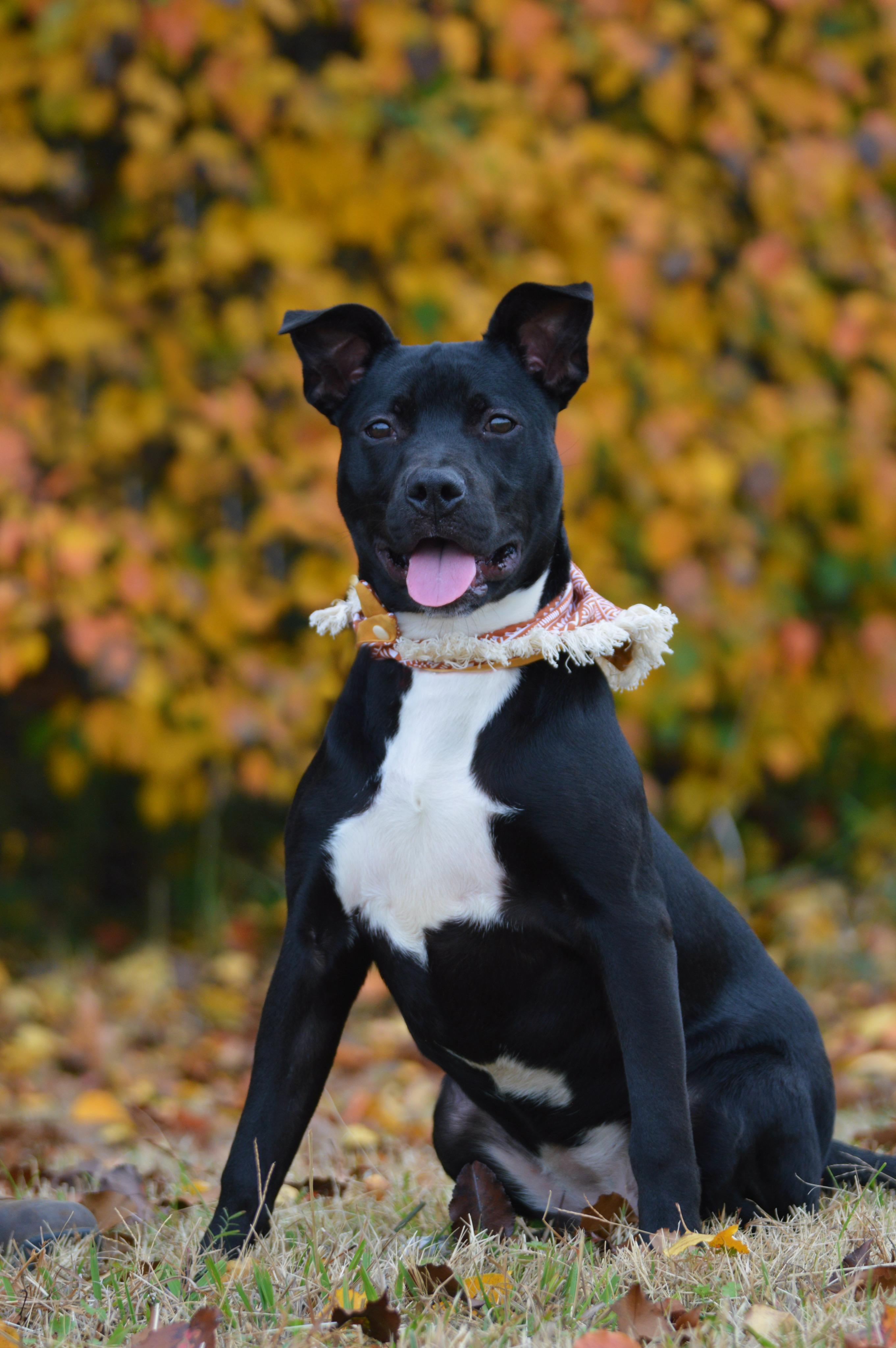Panda, Adoptable, Young Female Pit Bull Terrier.