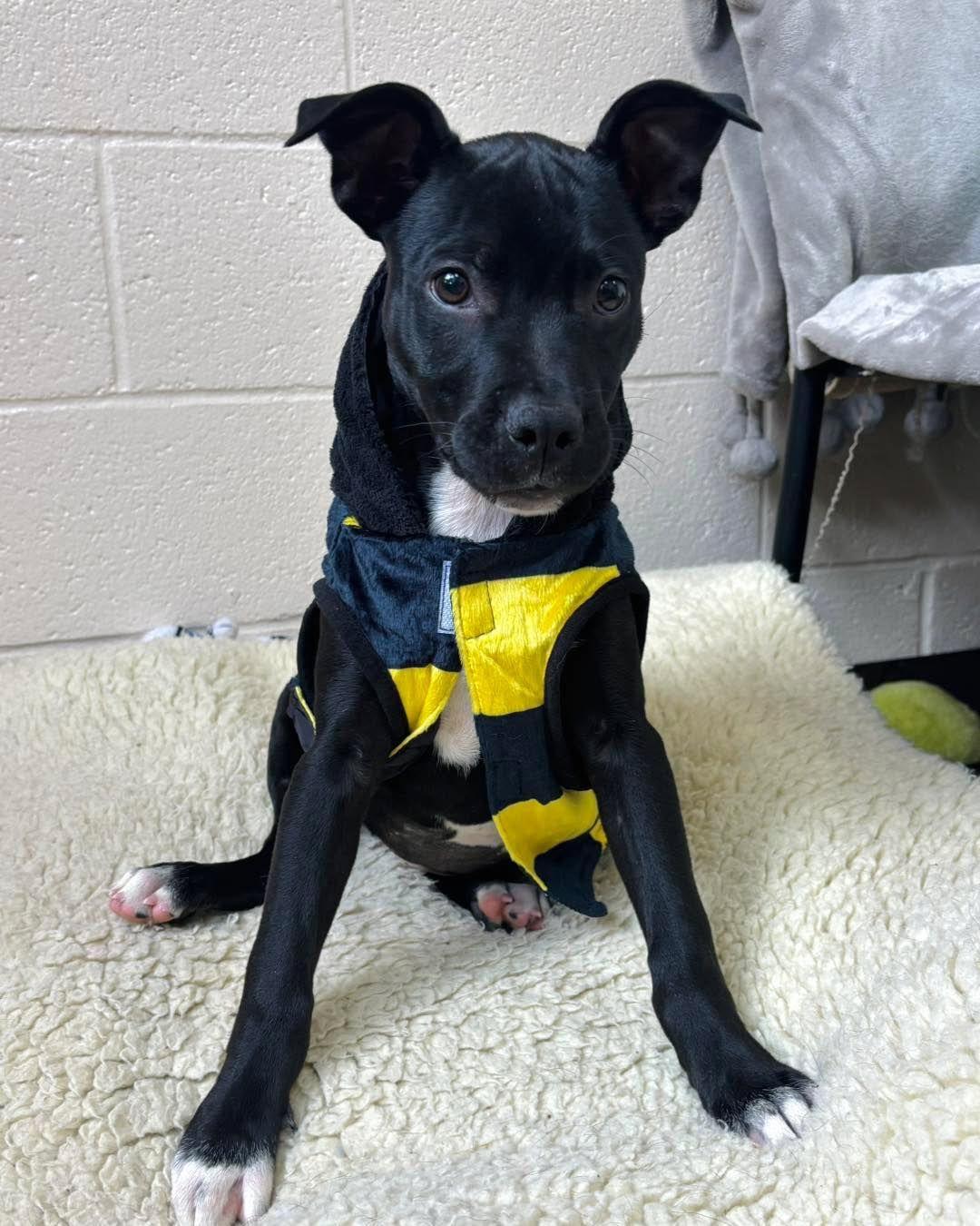 Panda, a Adoptable mixed breed in Collierville, TN image 4/5