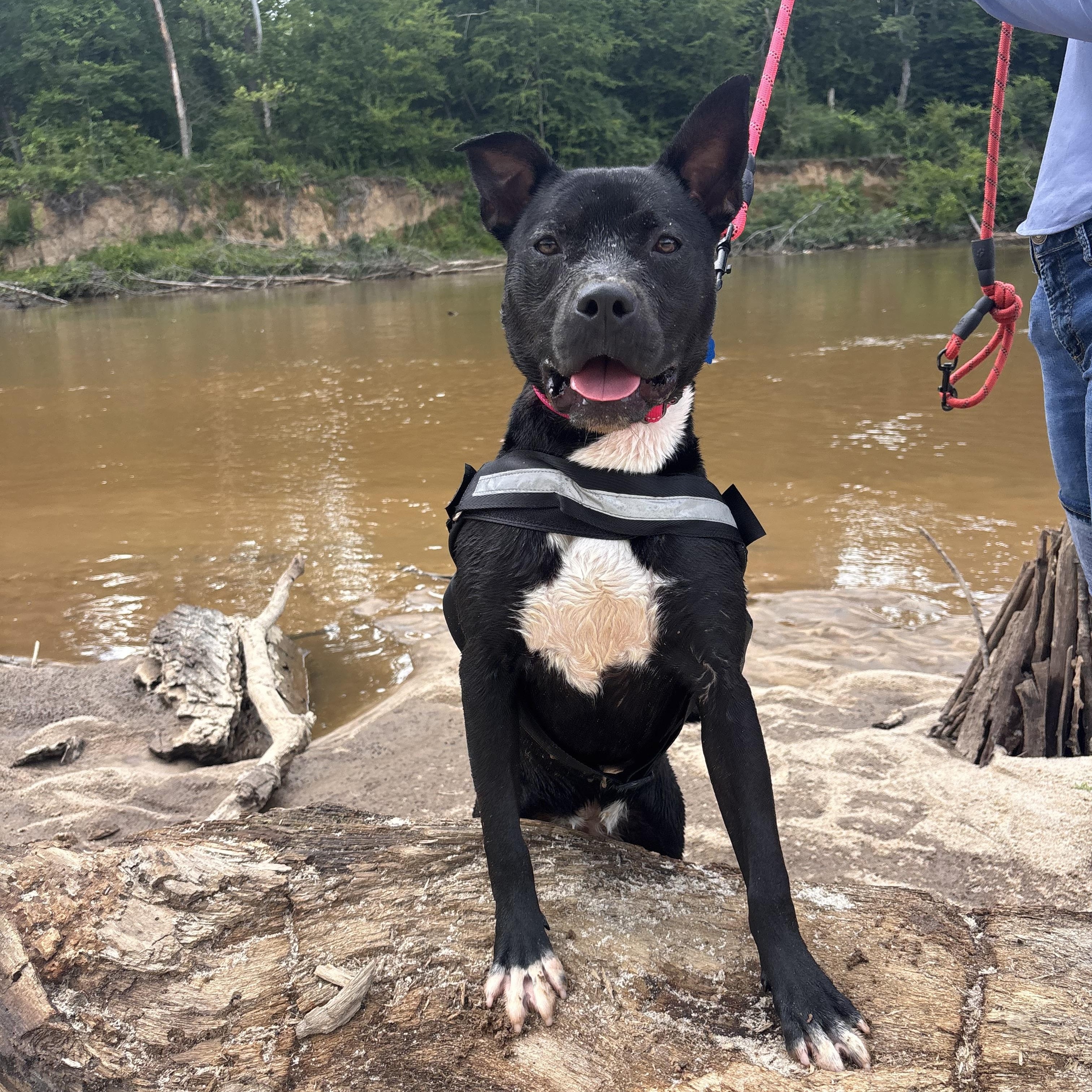Panda, a Adoptable mixed breed in Collierville, TN image 4/6