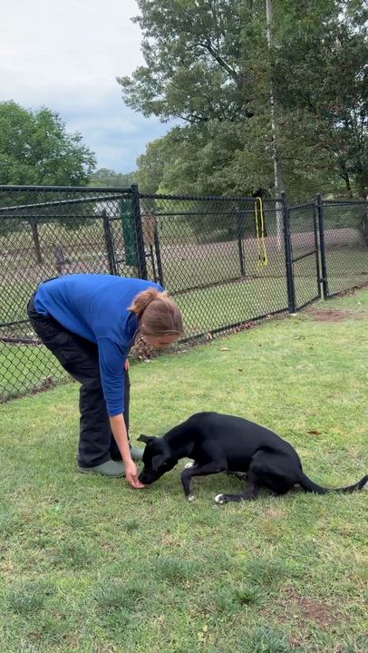 Enlarge Panda, a Adoptable mixed breed in Collierville, TN video 5/5