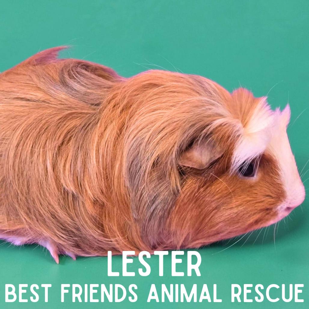 Enlarge Lester, a Adoptable mixed breed in Wasilla, AK image 1/3