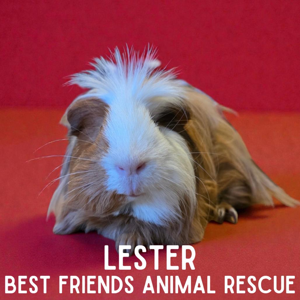 Lester, Adoptable, Young Male Guinea Pig & Guinea Pig.