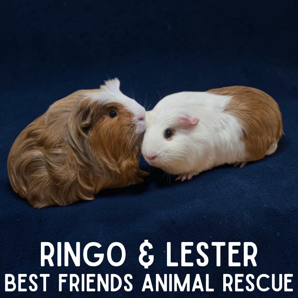 Enlarge Lester, a Adoptable mixed breed in Wasilla, AK image 3/3