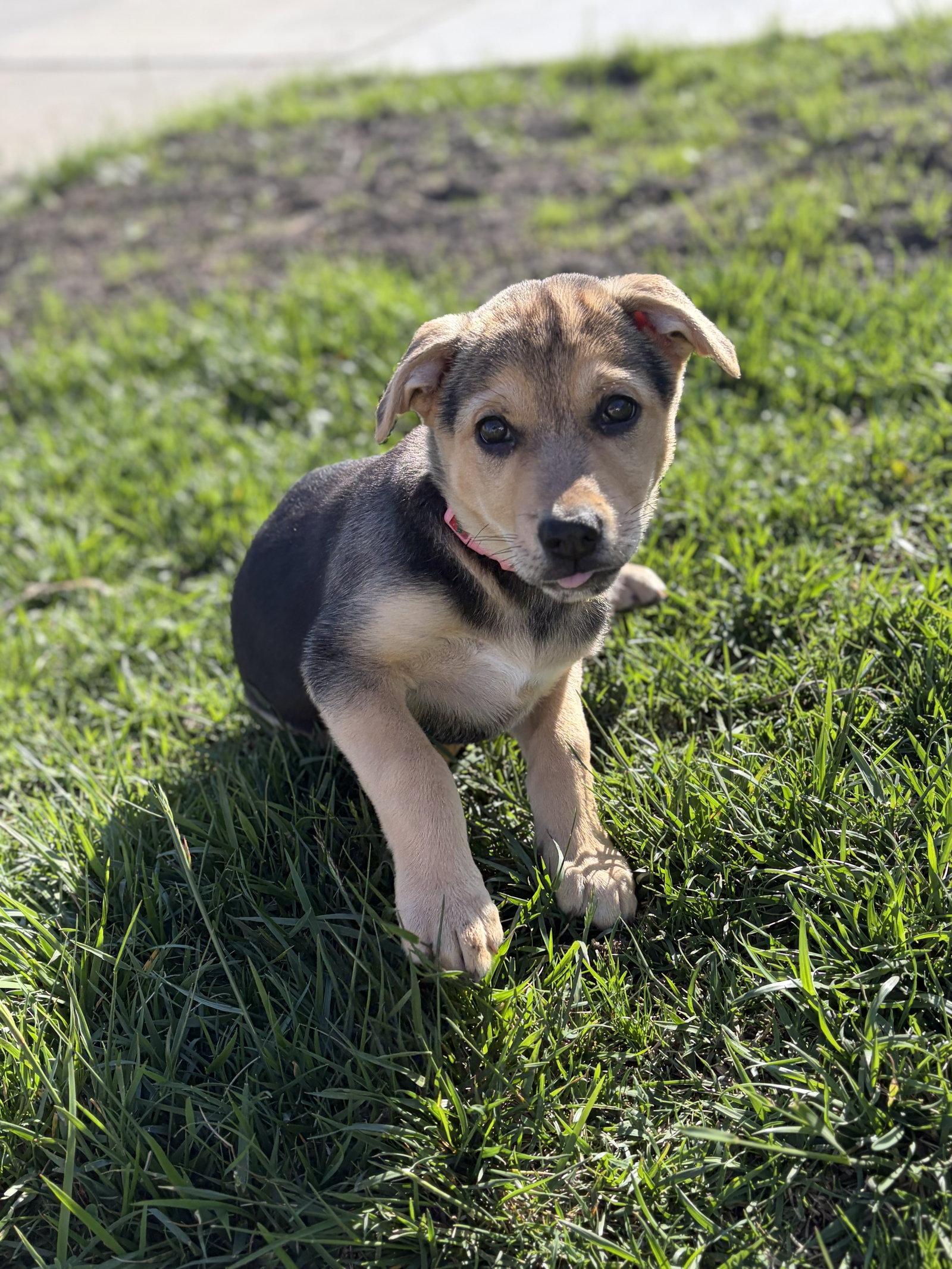 Easter Candy Litter- Reese, Adoptable, Young Female German Shepherd Dog & Siberian Husky.