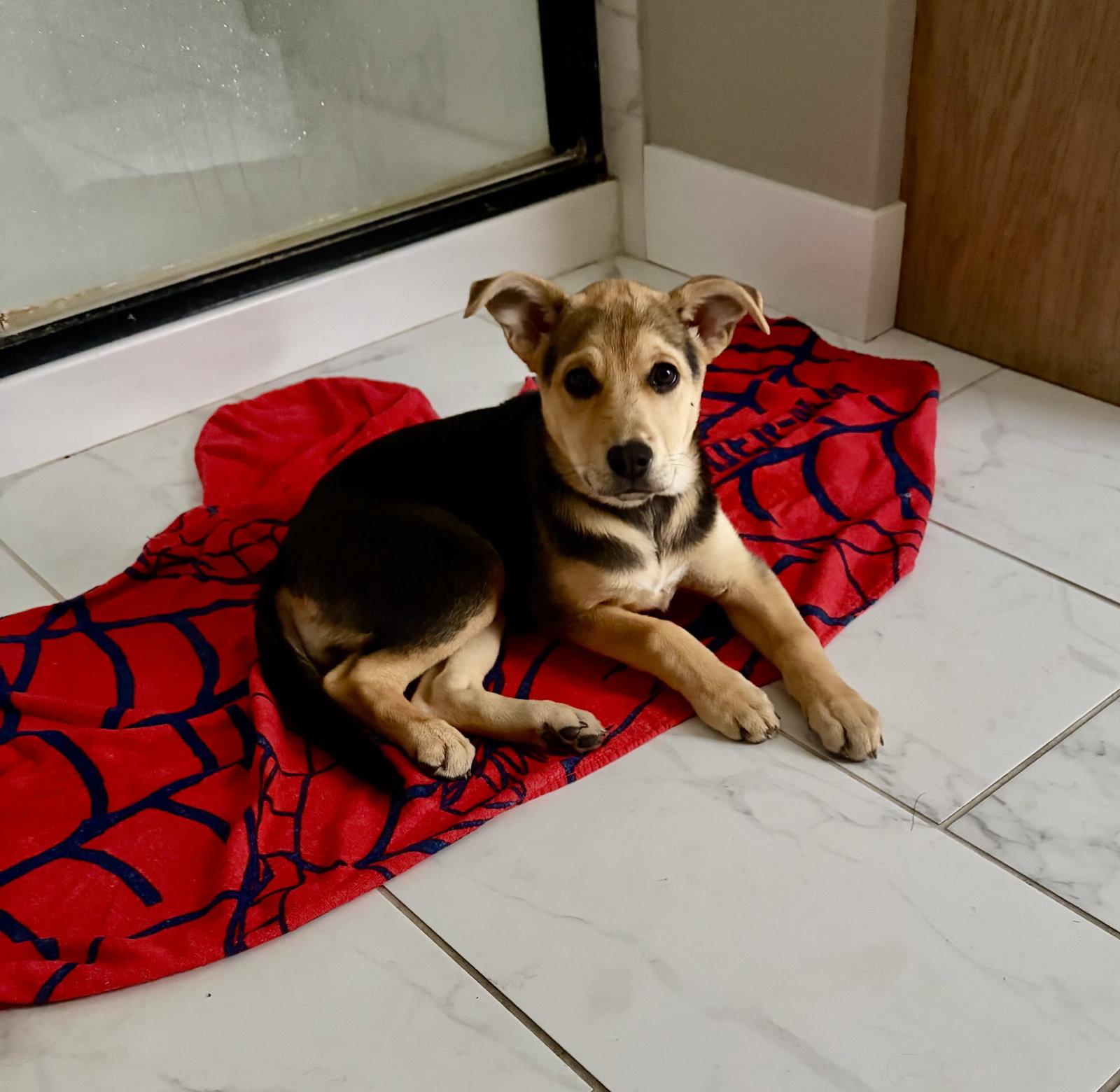 Easter Candy Litter- Reese, a Adoptable mixed breed in Mattoon, IL image 2/3