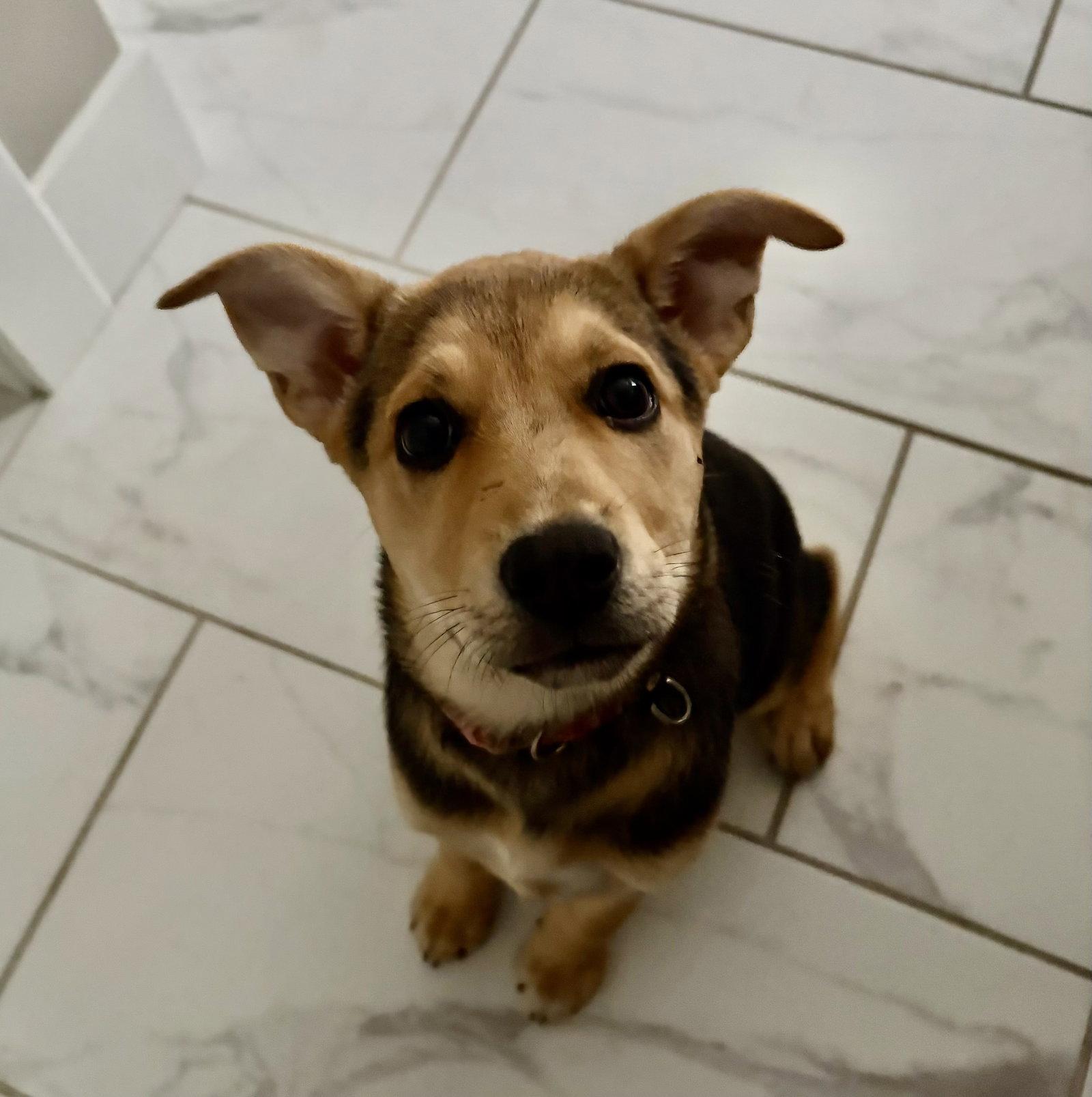 Easter Candy Litter- Reese, a Adoptable mixed breed in Mattoon, IL image 3/3