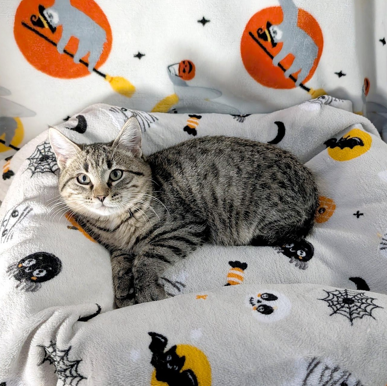 Reaper, ADOPTABLE, Kitten Male Domestic Short Hair.