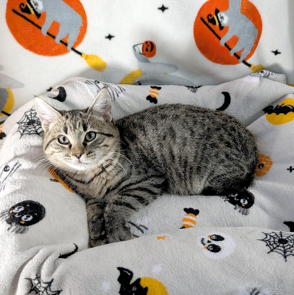 Reaper, a ADOPTABLE Domestic Short Hair in Apex, NC image 1/5