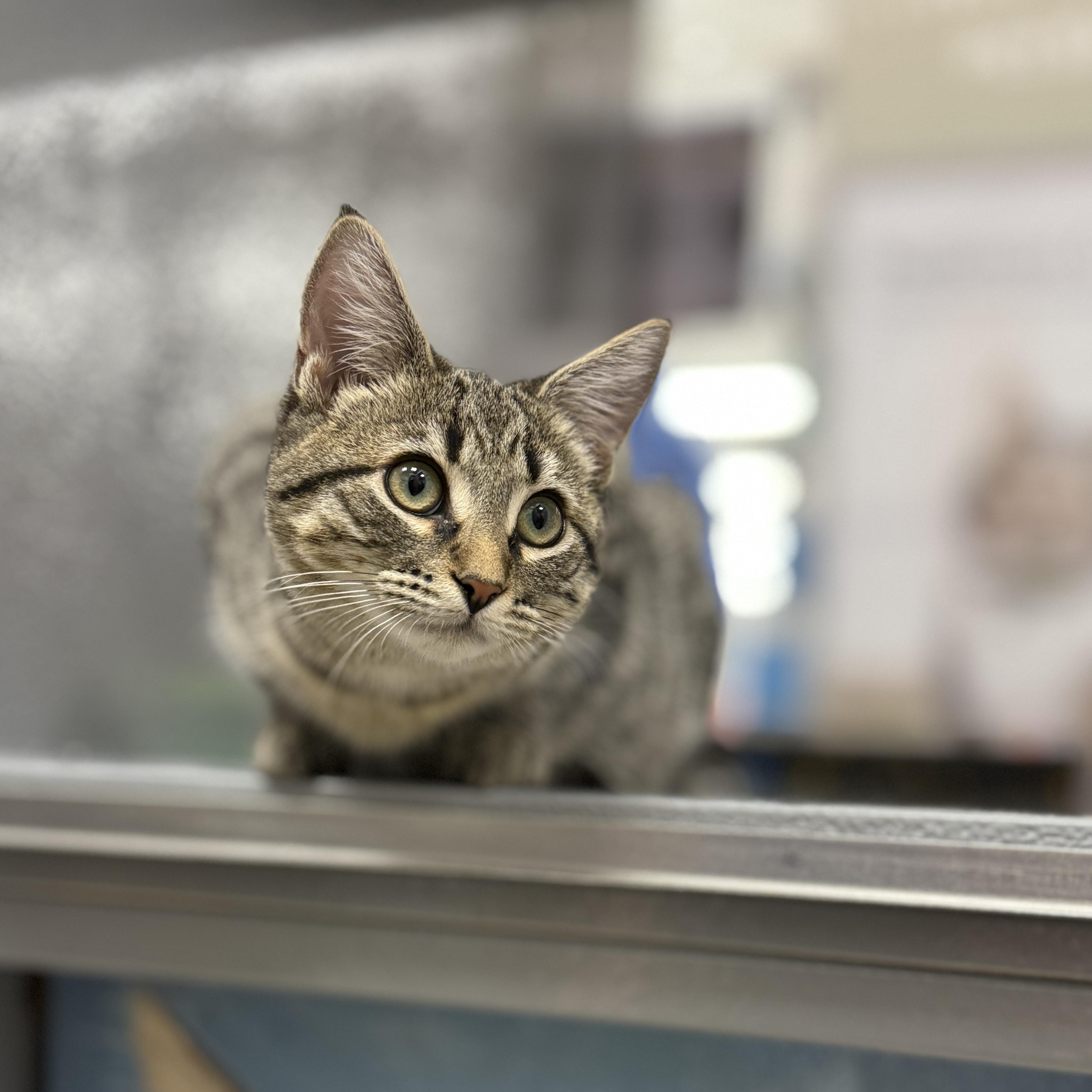 Reaper, a ADOPTABLE Domestic Short Hair in Apex, NC image 5/5