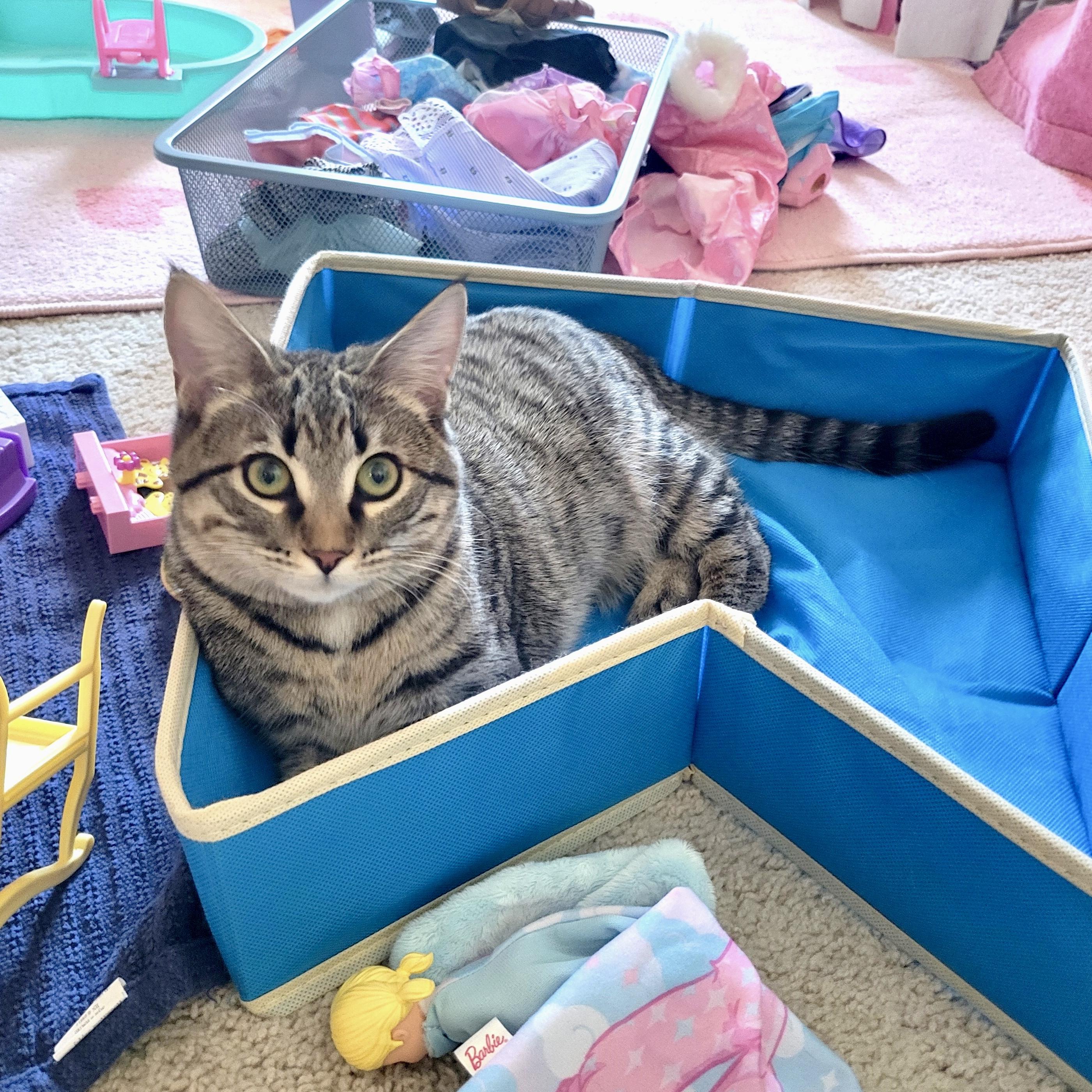 Reaper, ADOPTABLE, Kitten Male Domestic Short Hair.