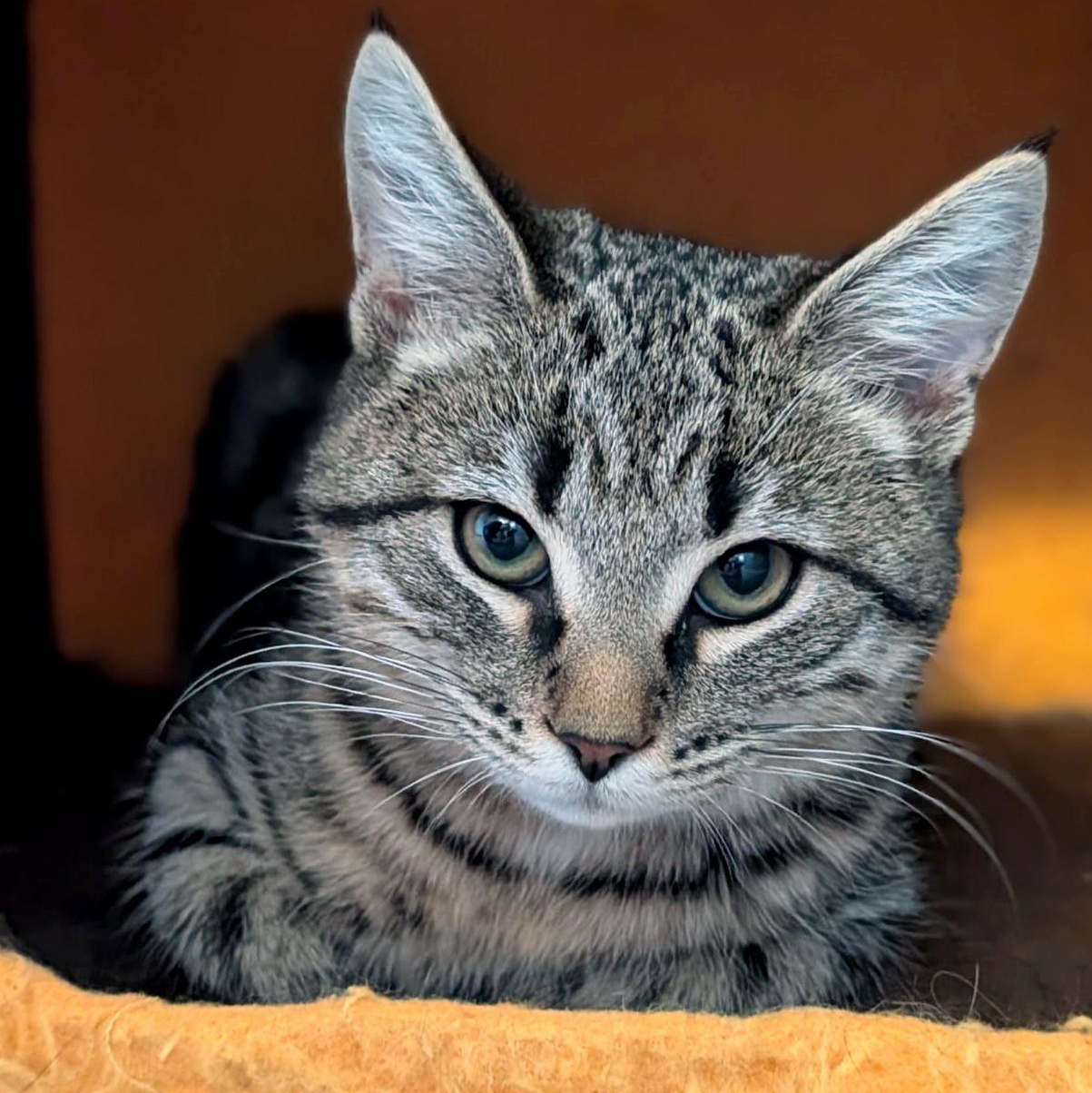 Enlarge Reaper, a ADOPTABLE Domestic Short Hair in Apex, NC image 2/4