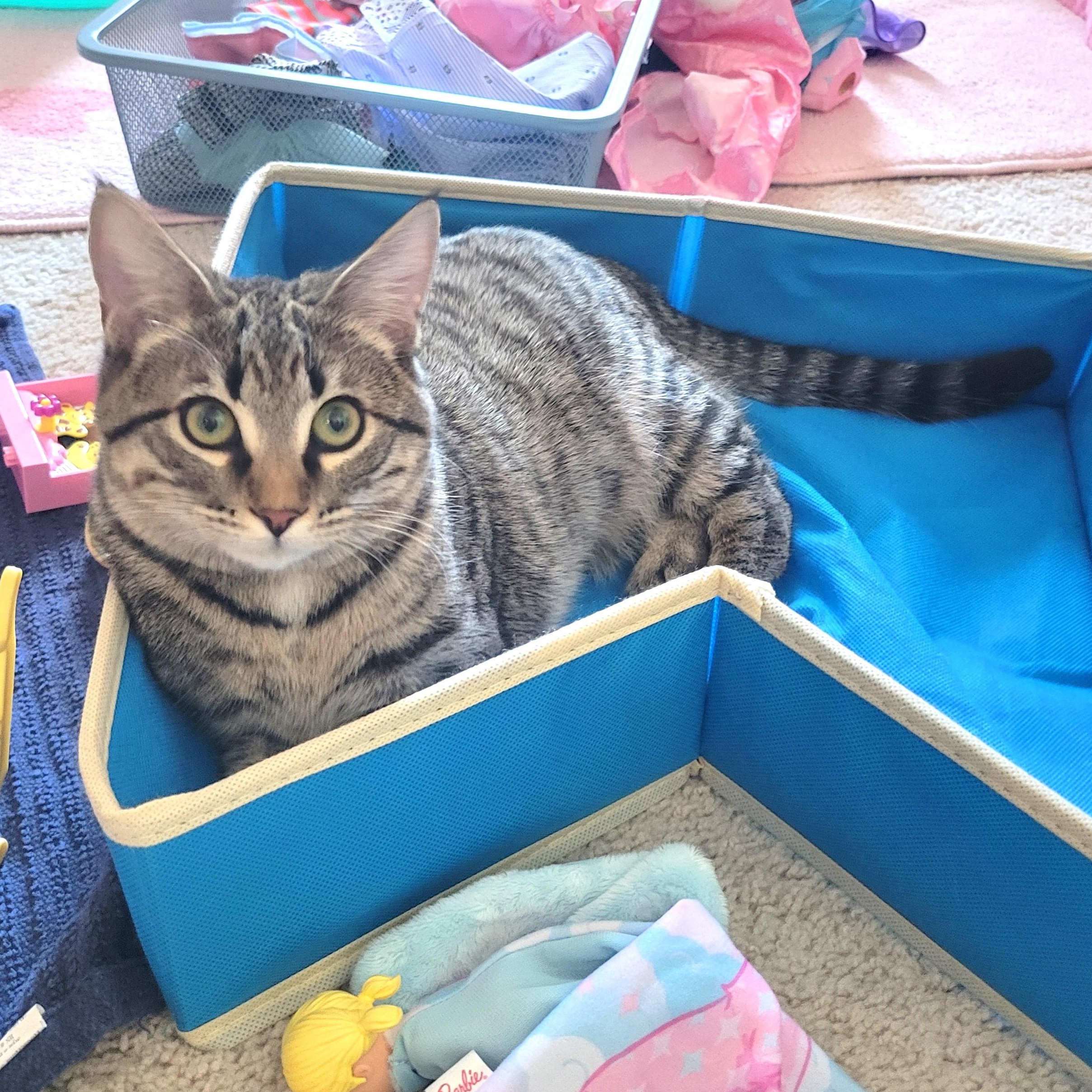 Enlarge Reaper, a ADOPTABLE Domestic Short Hair in Apex, NC image 4/6